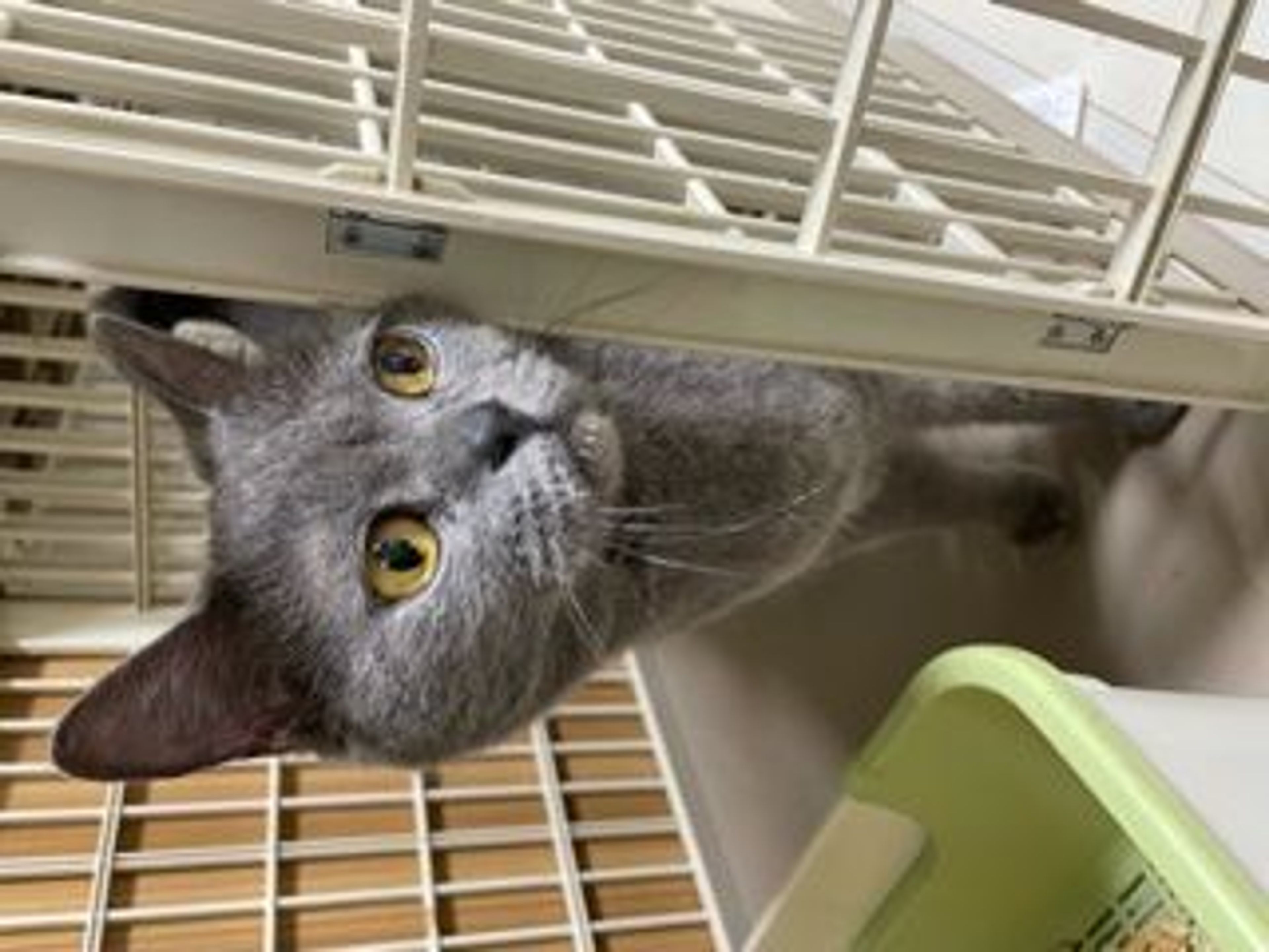 pet-image-2