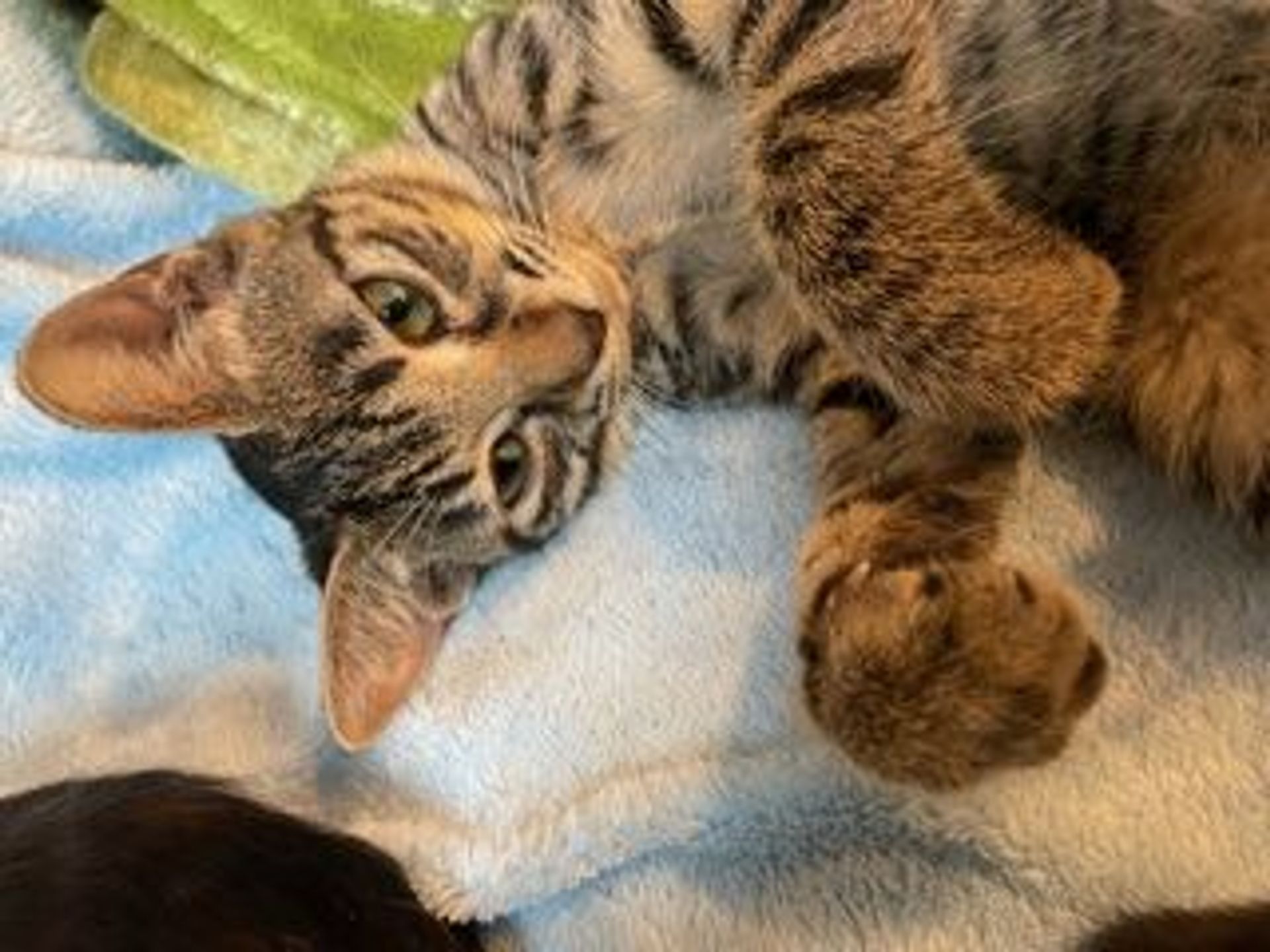雑種（ミックス猫）・メスの里親募集の写真