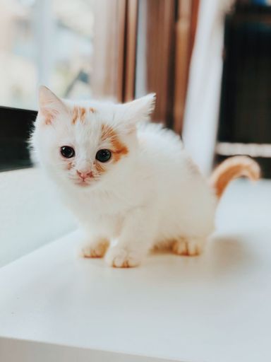 ユマの写真