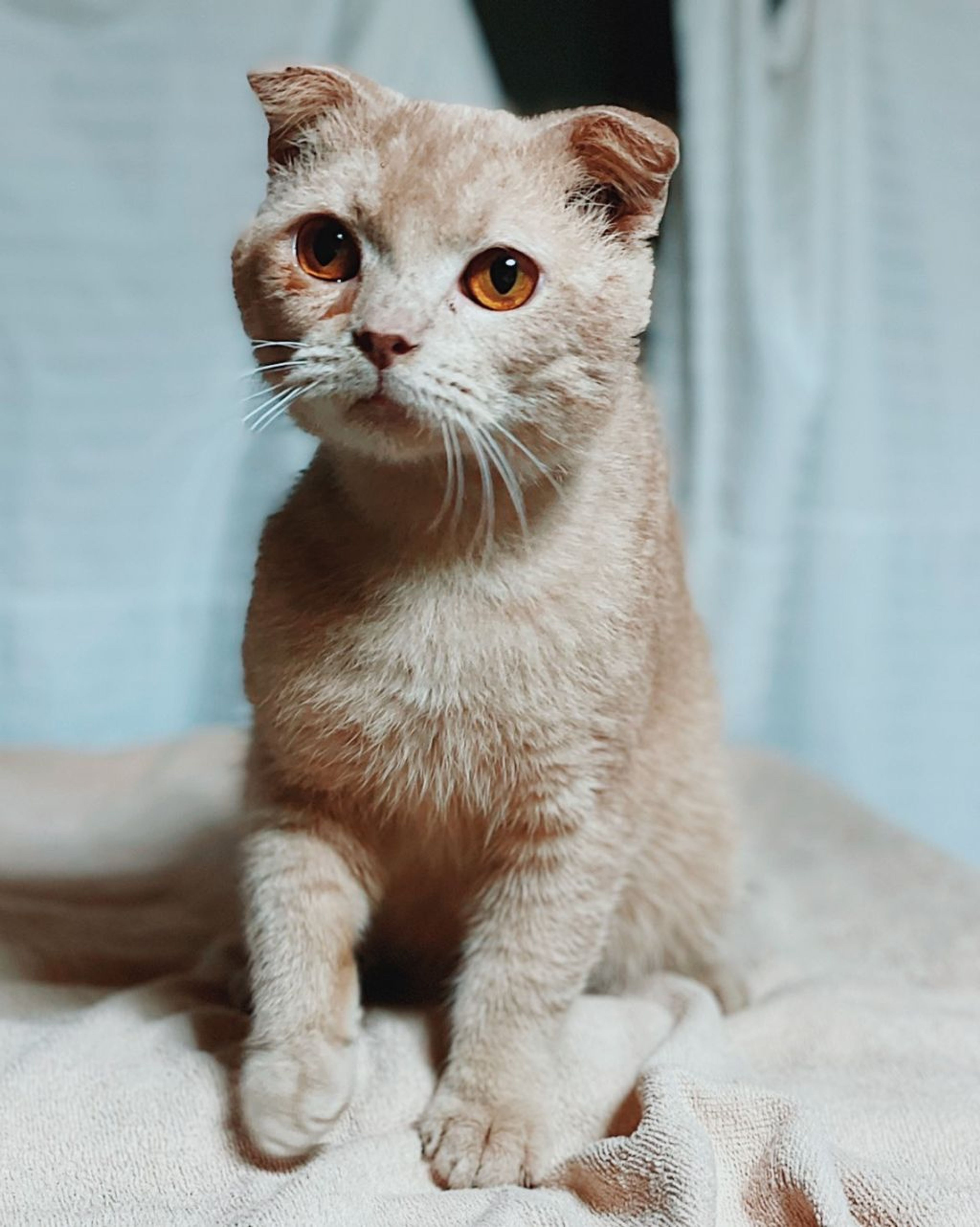 スコティッシュフォールド・オスの里親募集の写真