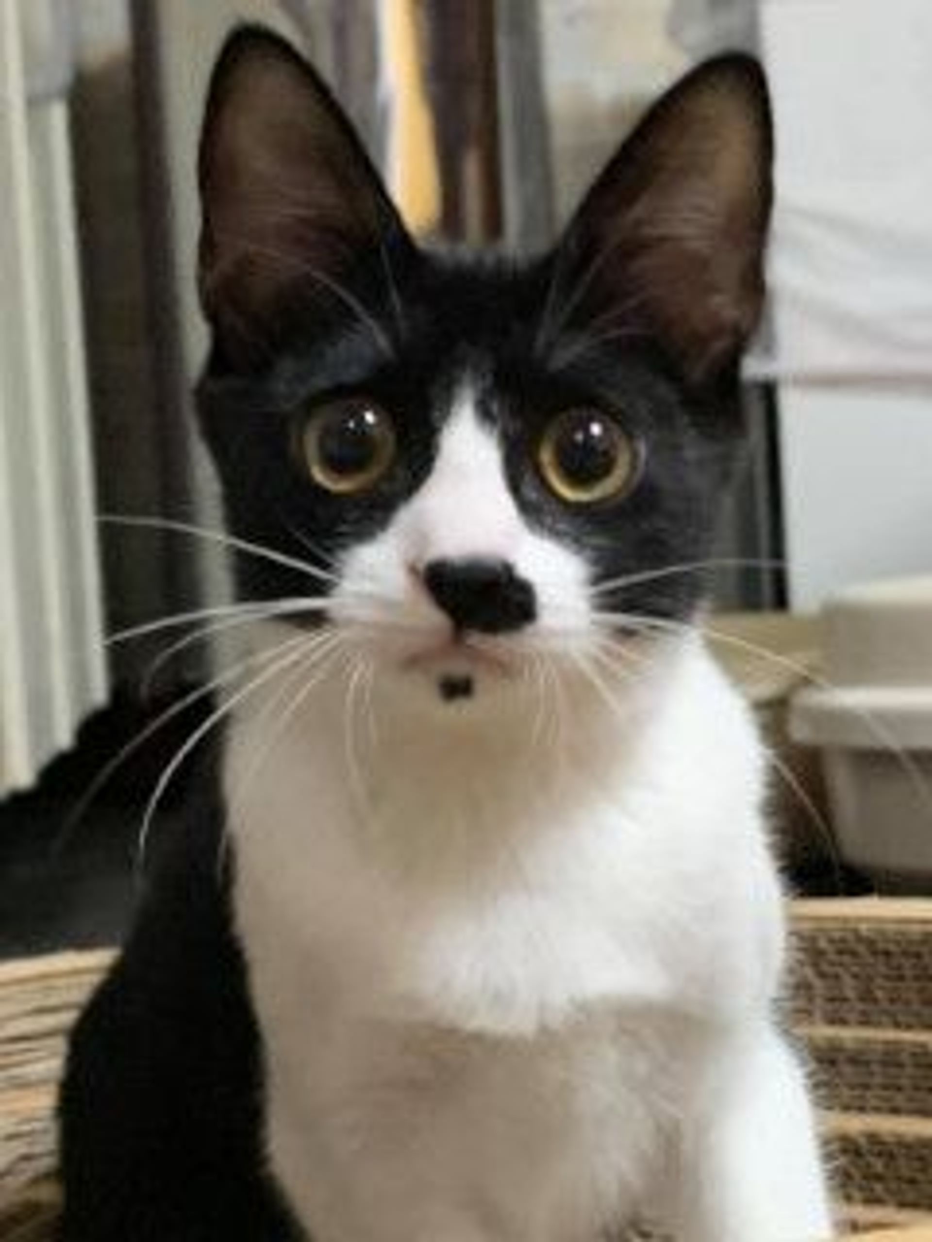 雑種（ミックス猫）・メスの里親募集の写真