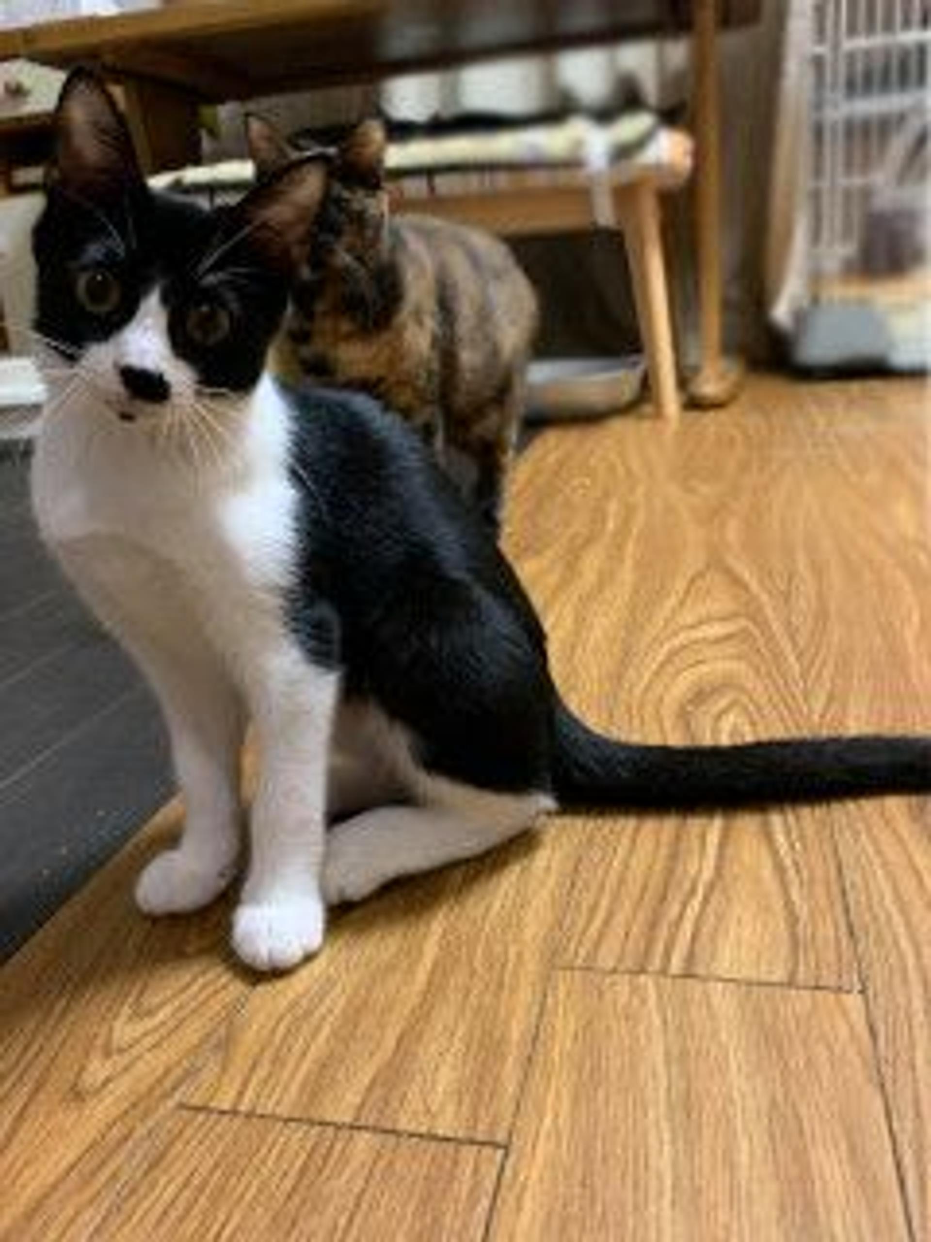 pet-image-6
