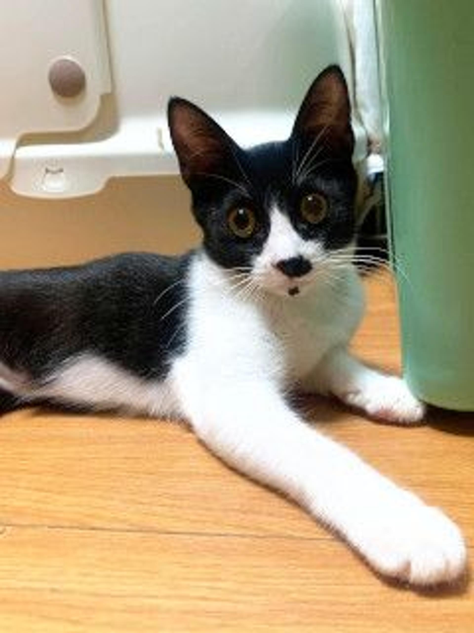 pet-image-7