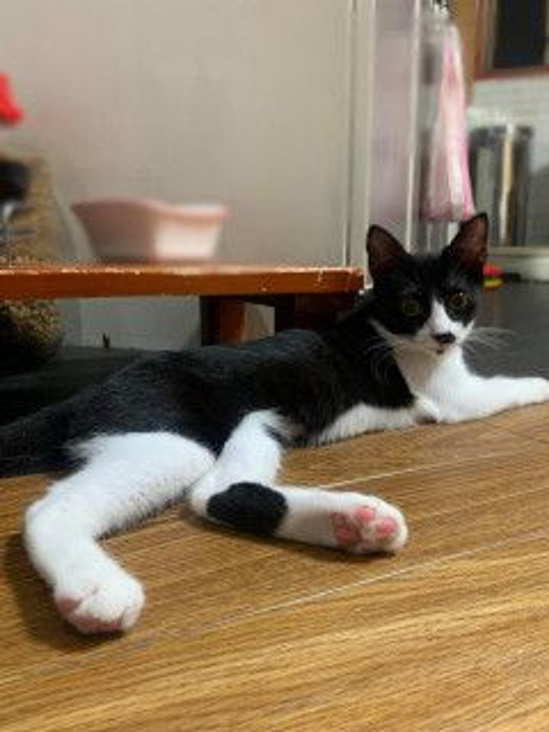 pet-image-8