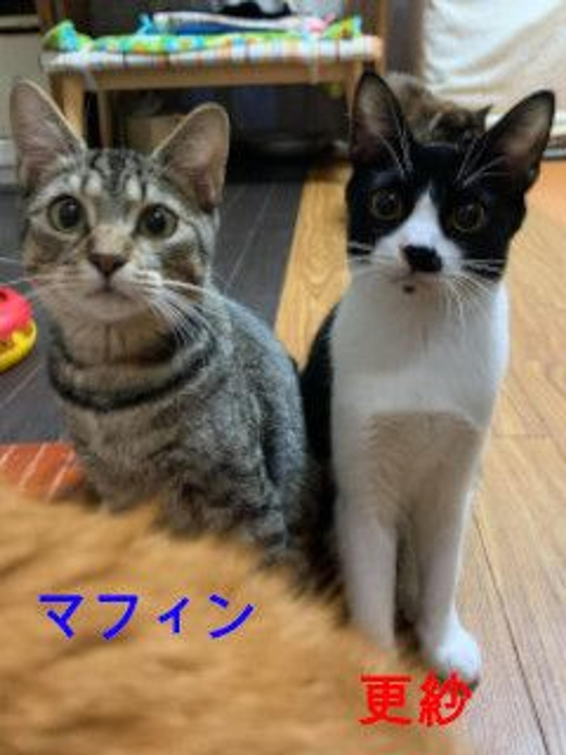 pet-image-2