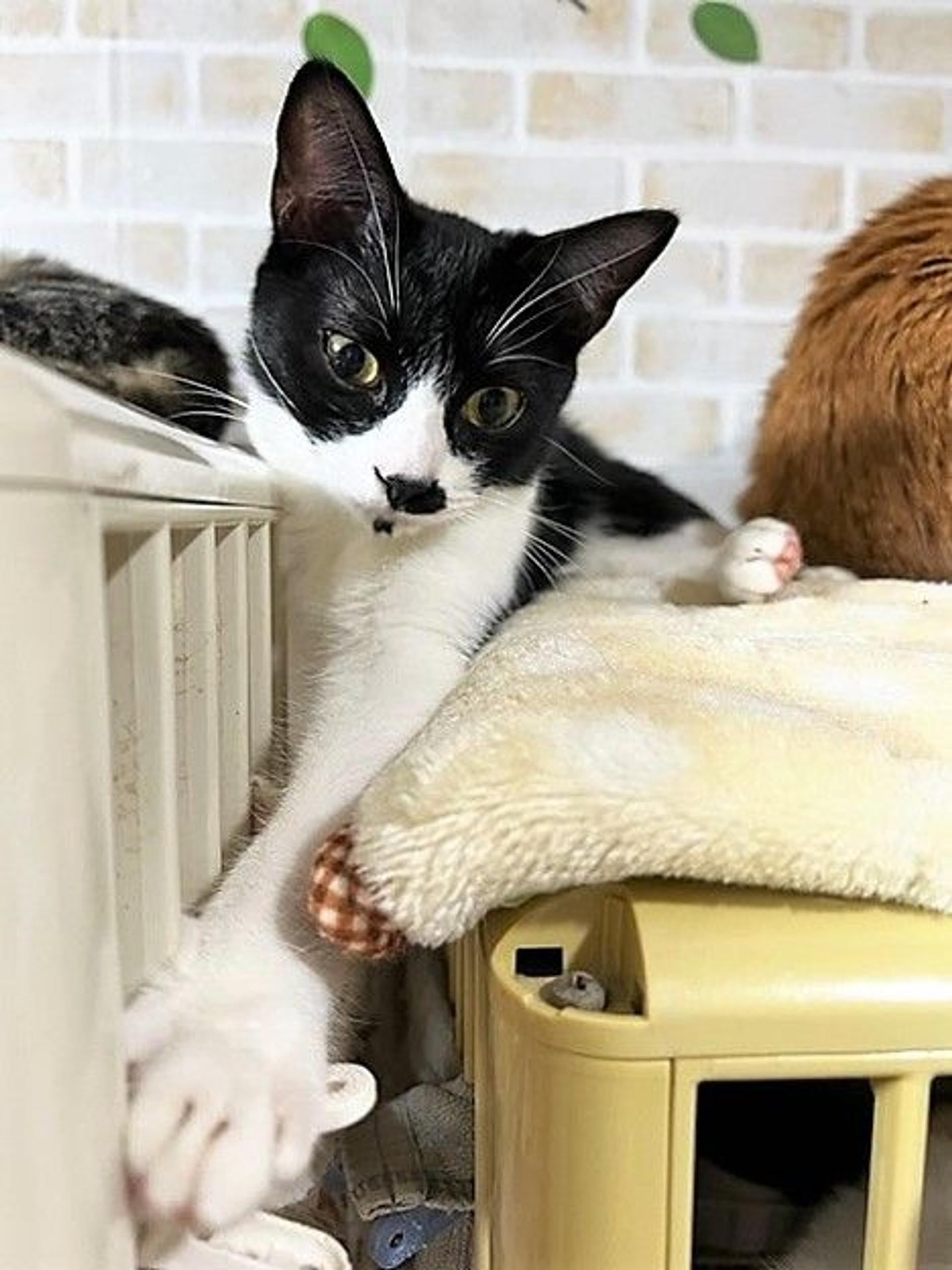 pet-image-3