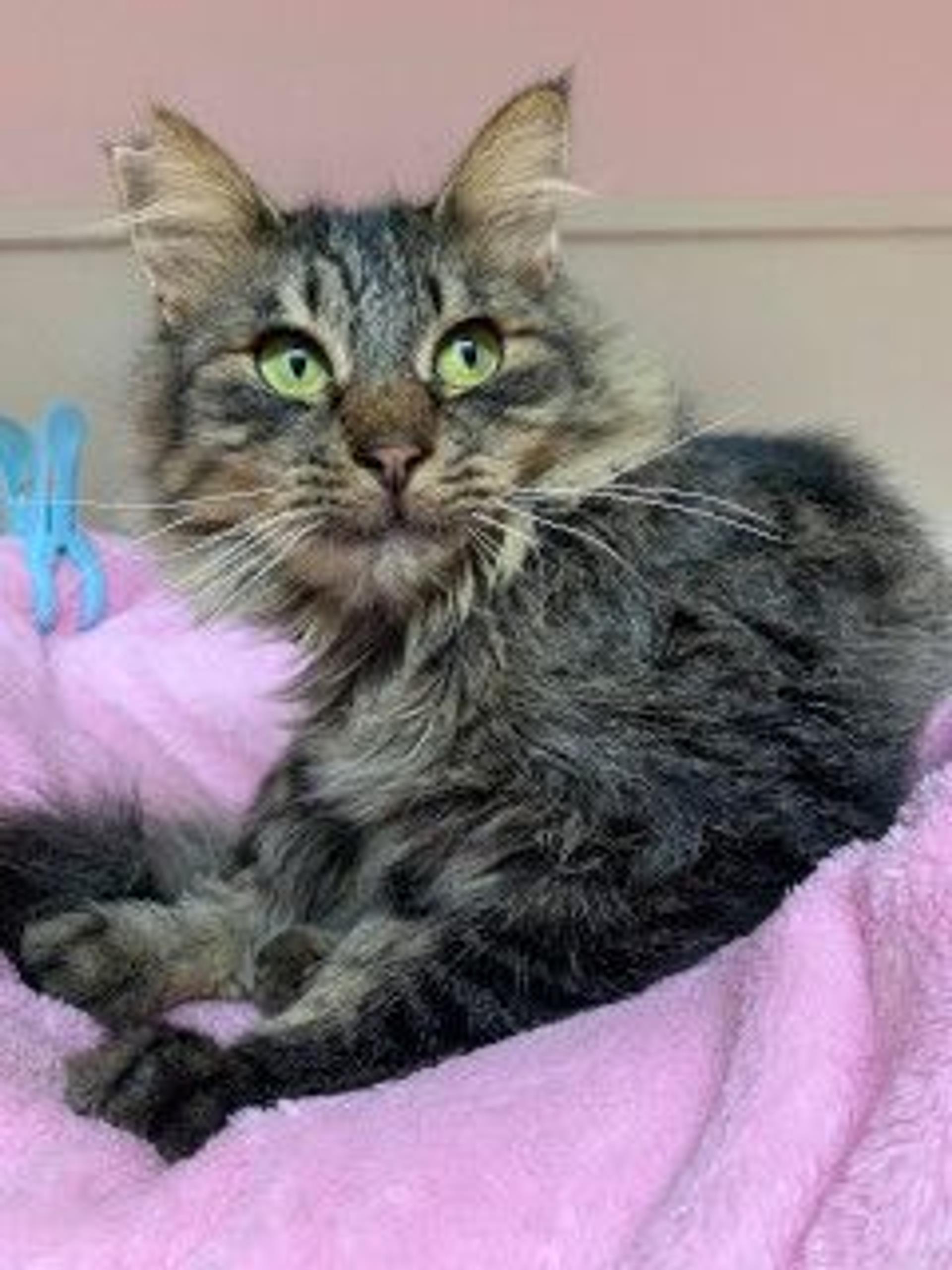 pet-image-9