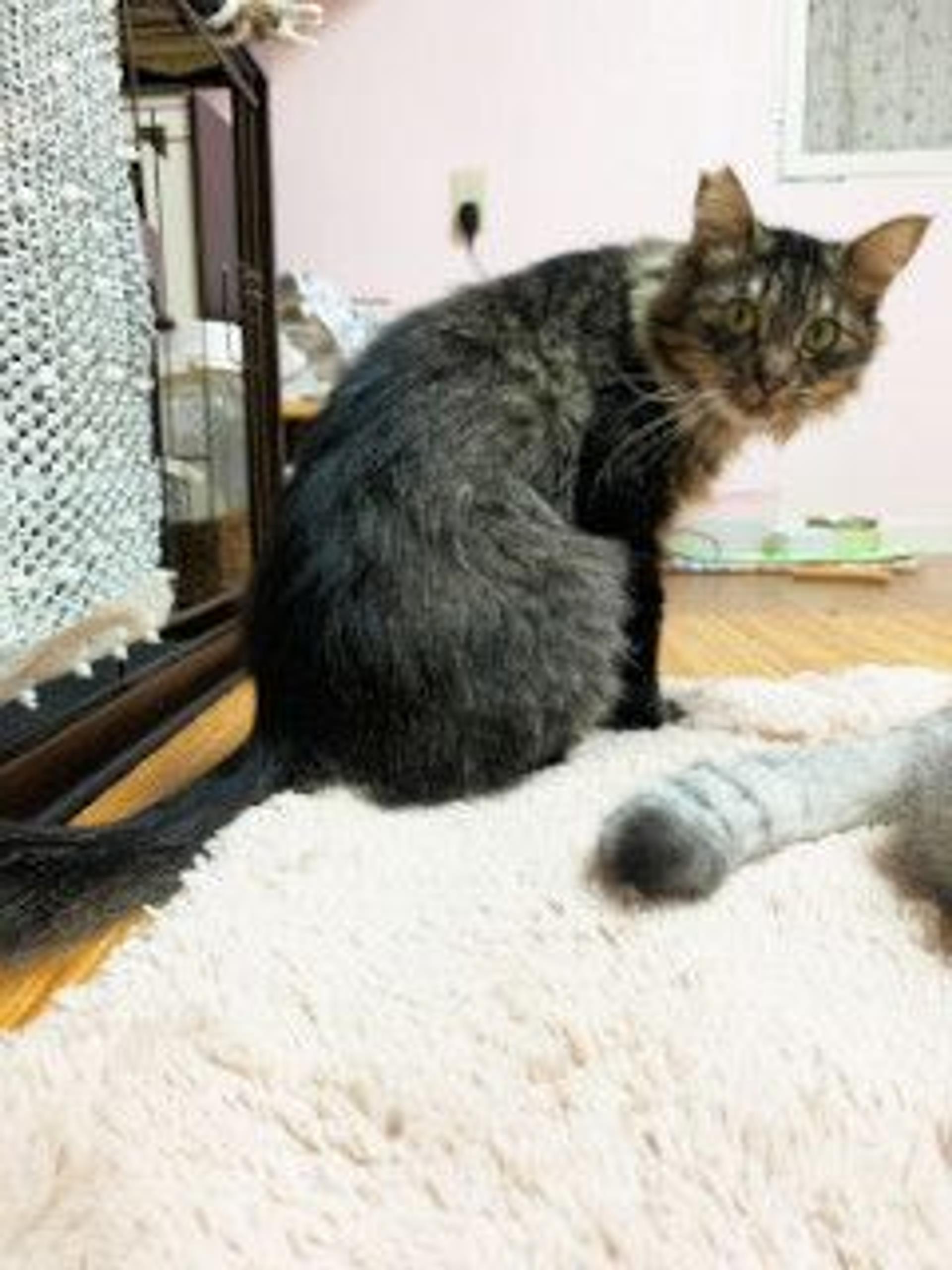 pet-image-10