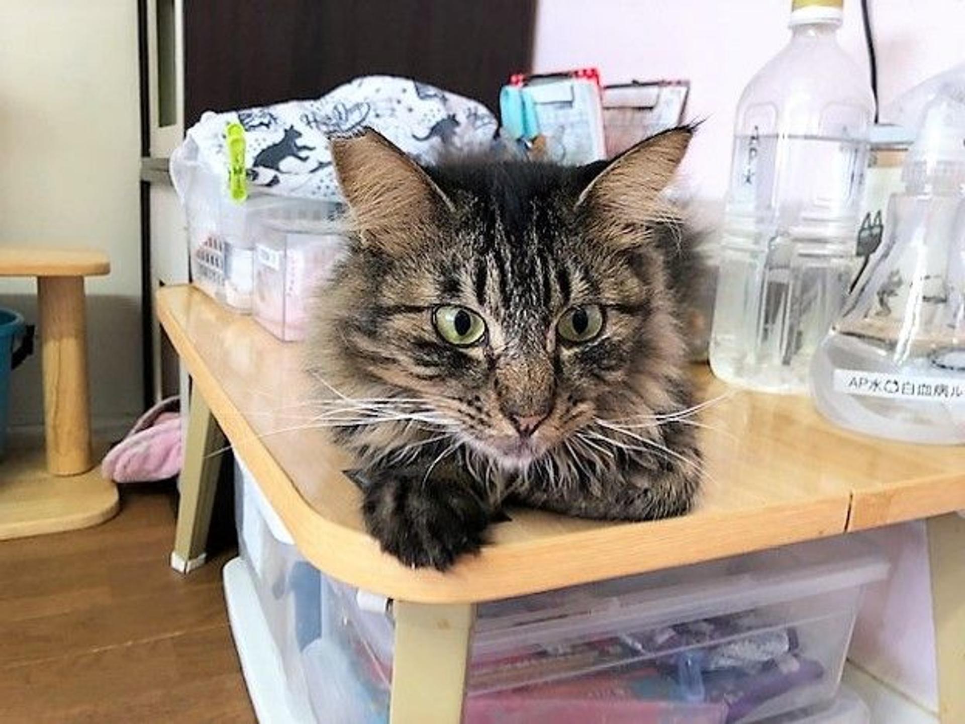 pet-image-2