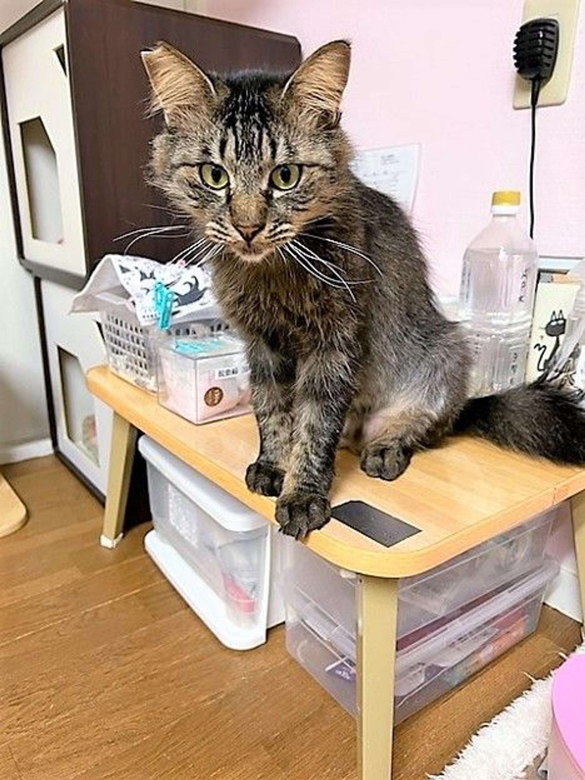 pet-image-5