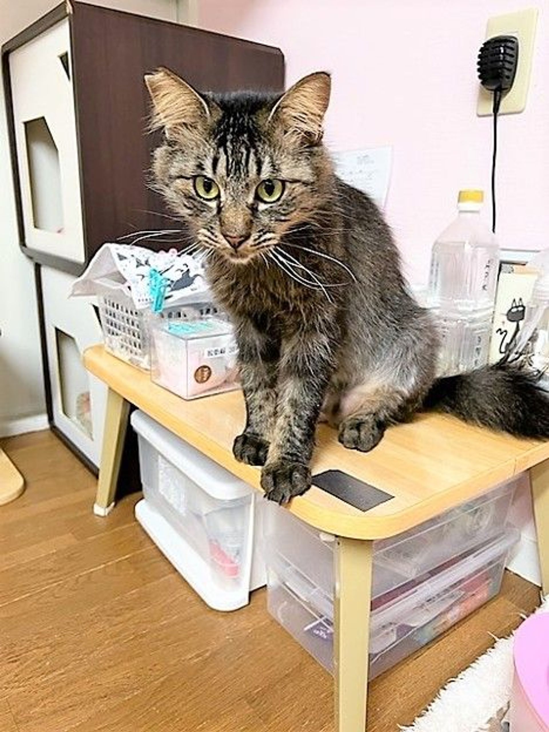 雑種（ミックス猫）・オスの里親募集の写真