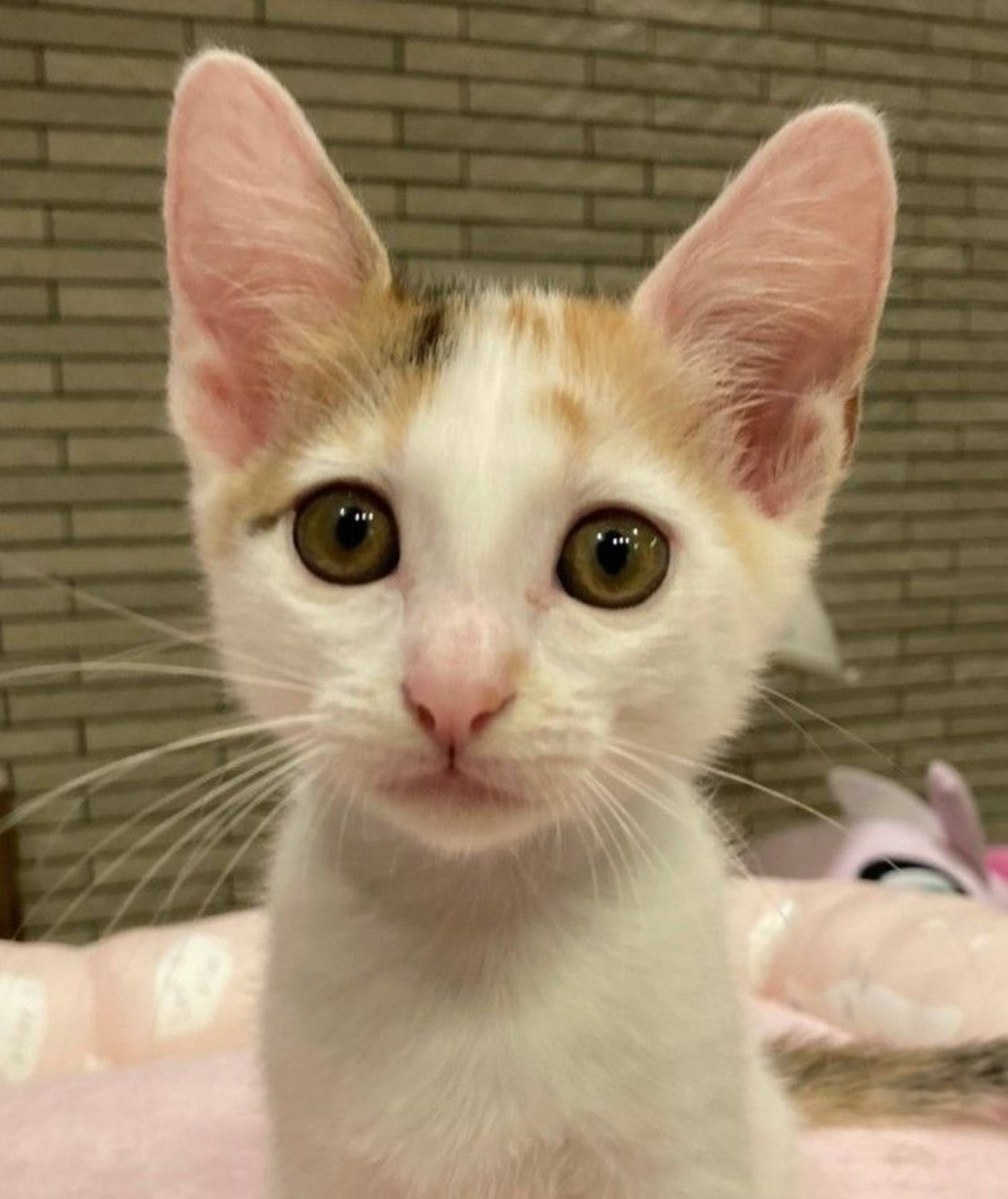 雑種（ミックス猫）・メスの里親募集の写真