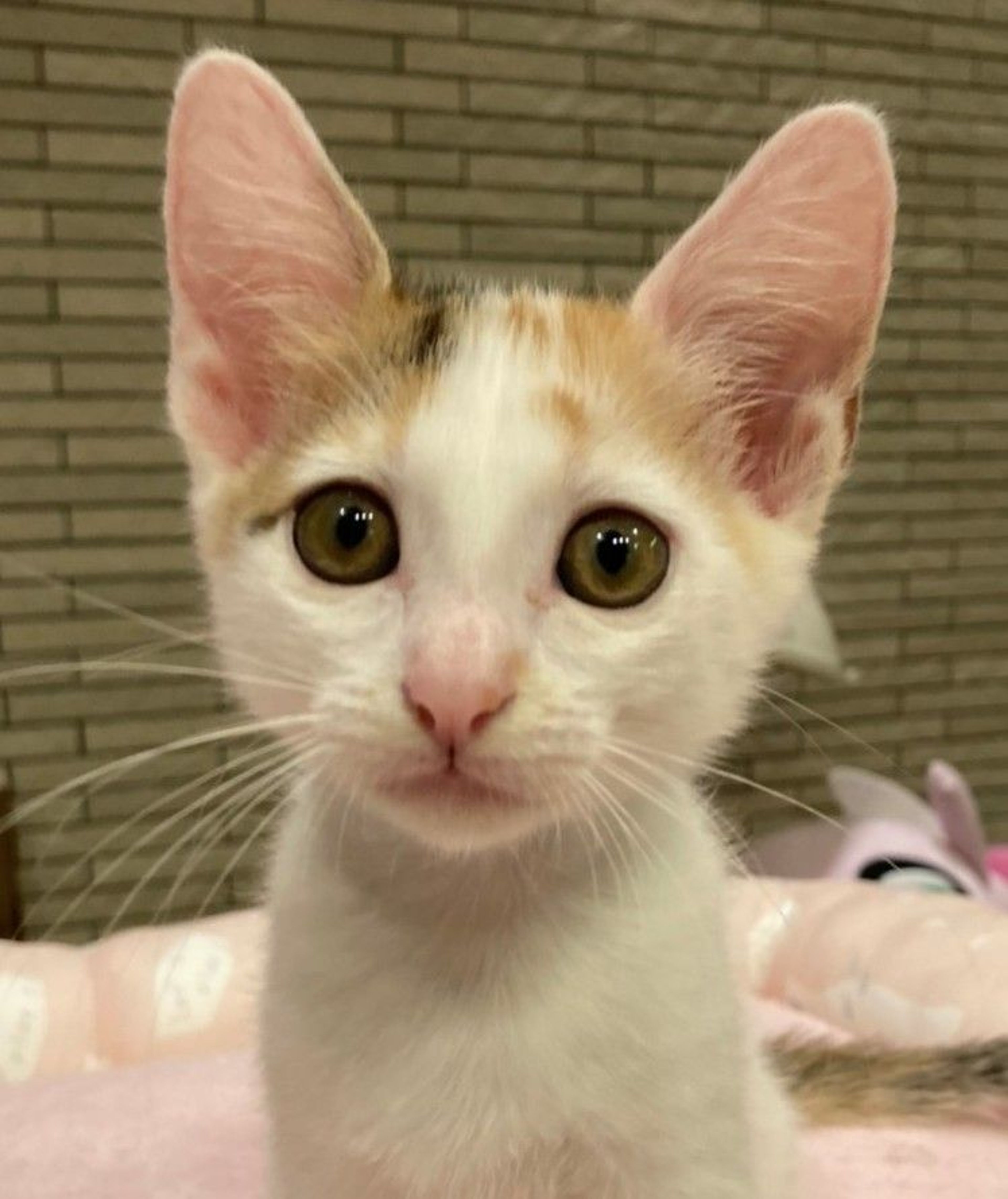 雑種（ミックス猫）・メスの里親募集の写真