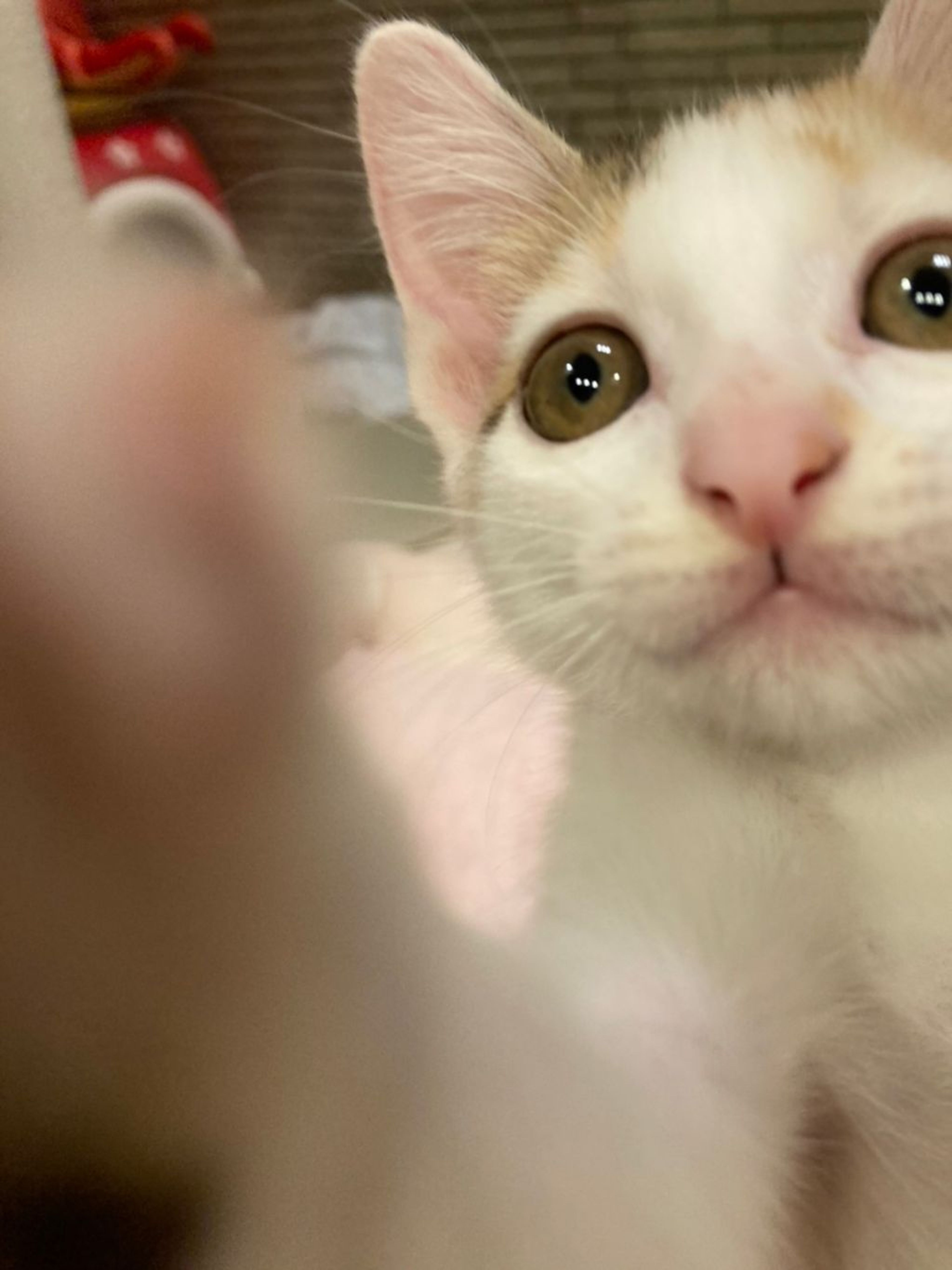 pet-image-2