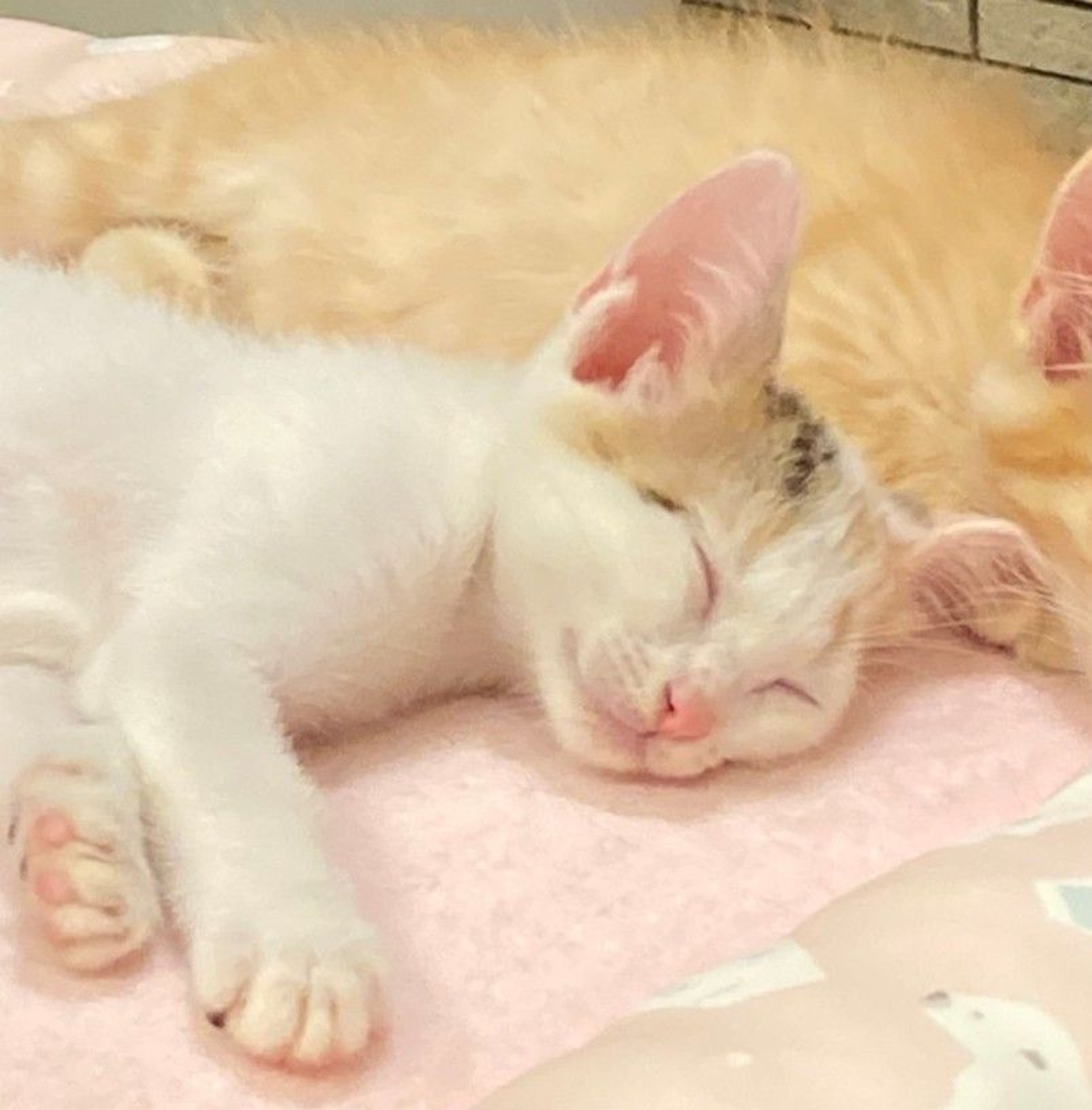 pet-image-3