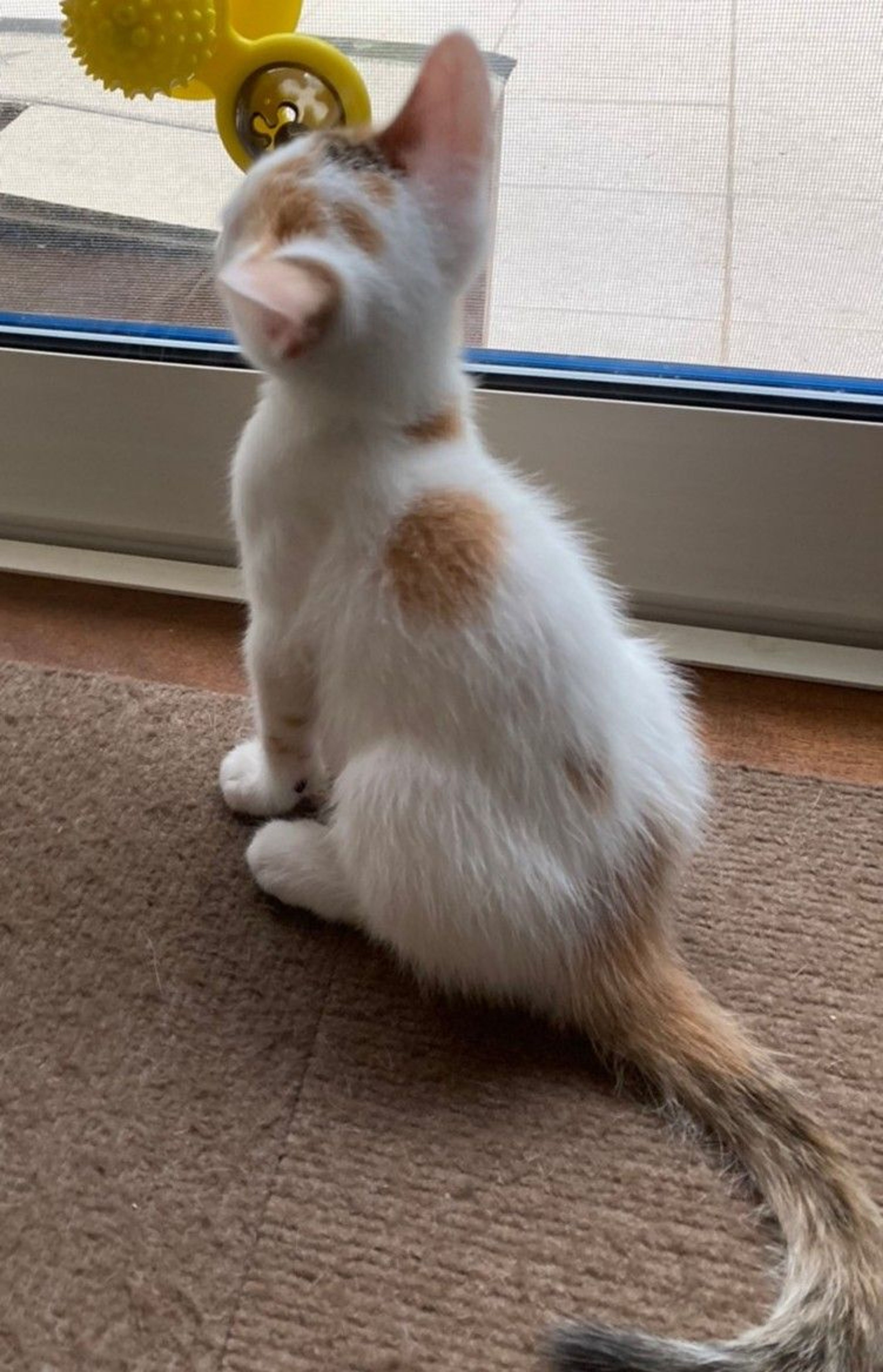 pet-image-4