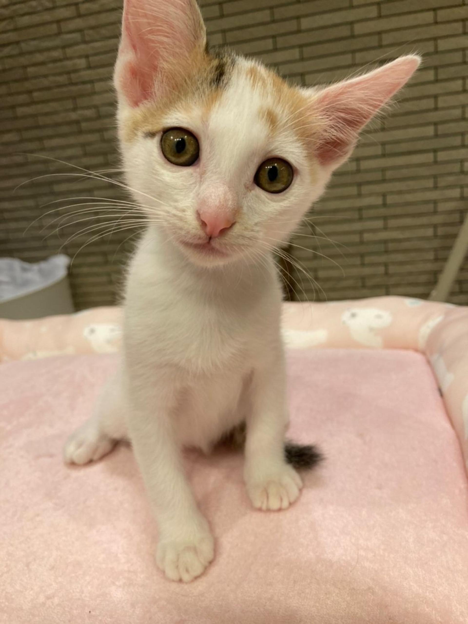 pet-image-6