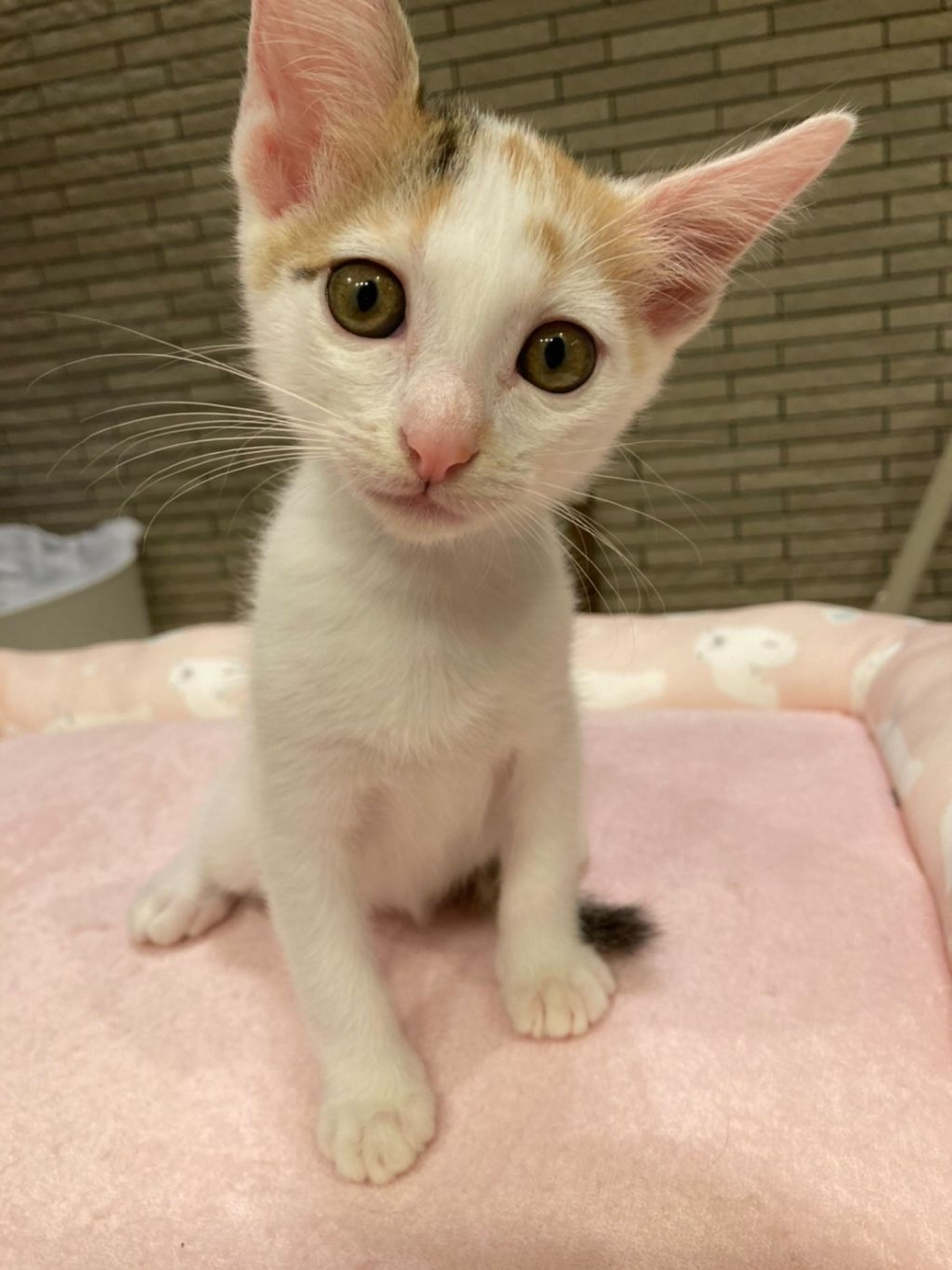 pet-image-6