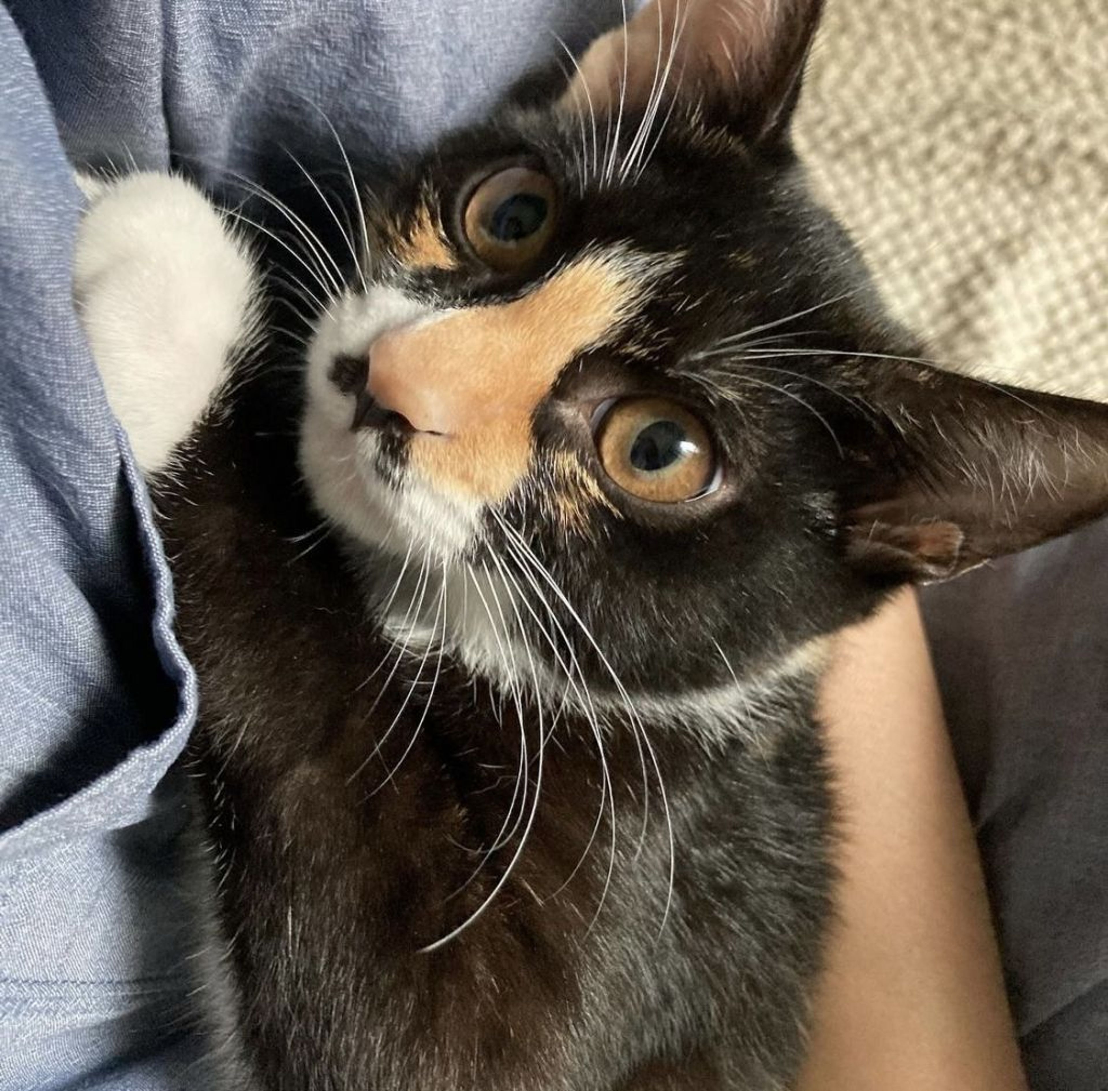 雑種（ミックス猫）・メスの里親募集の写真
