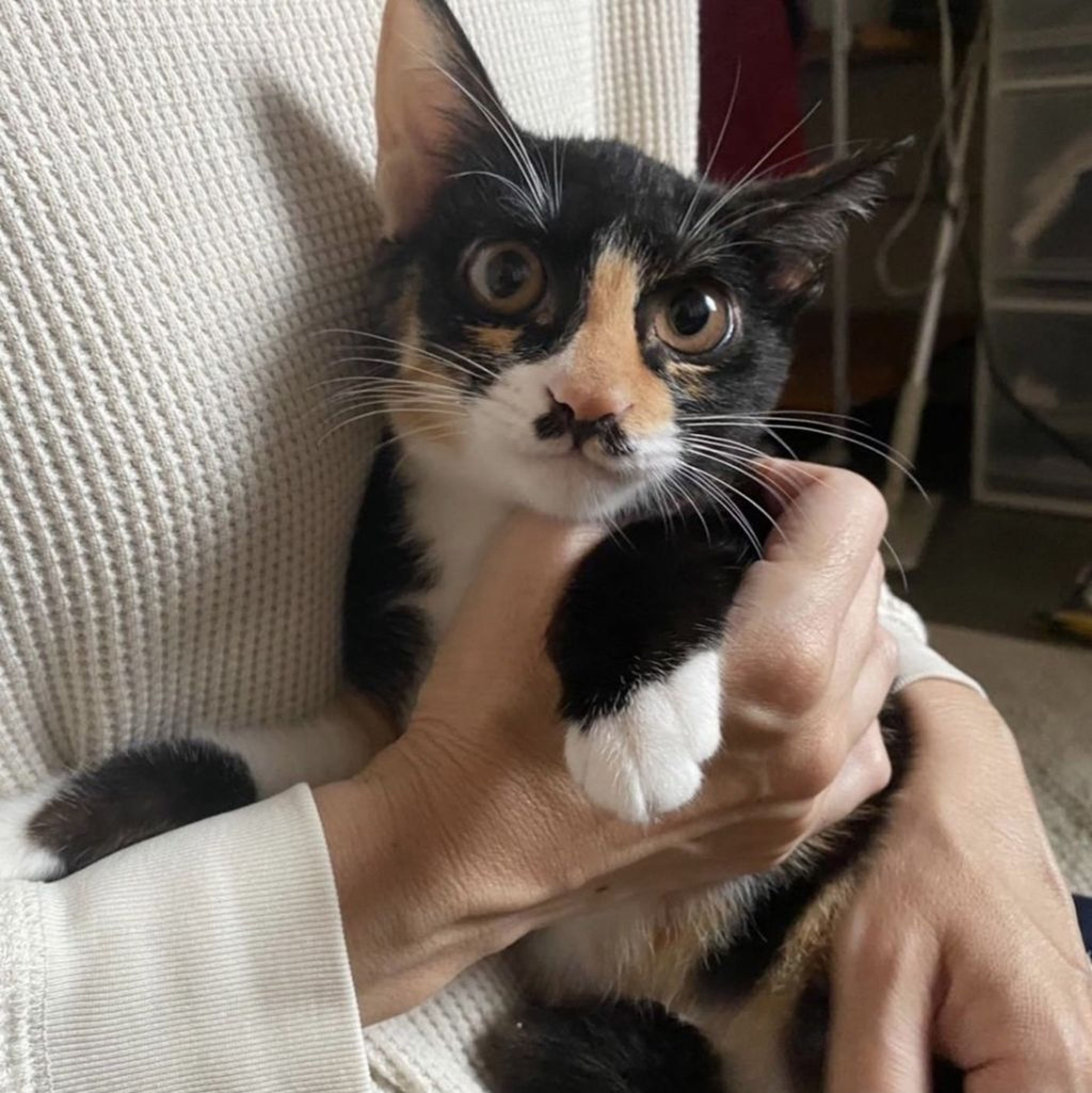 pet-image-2