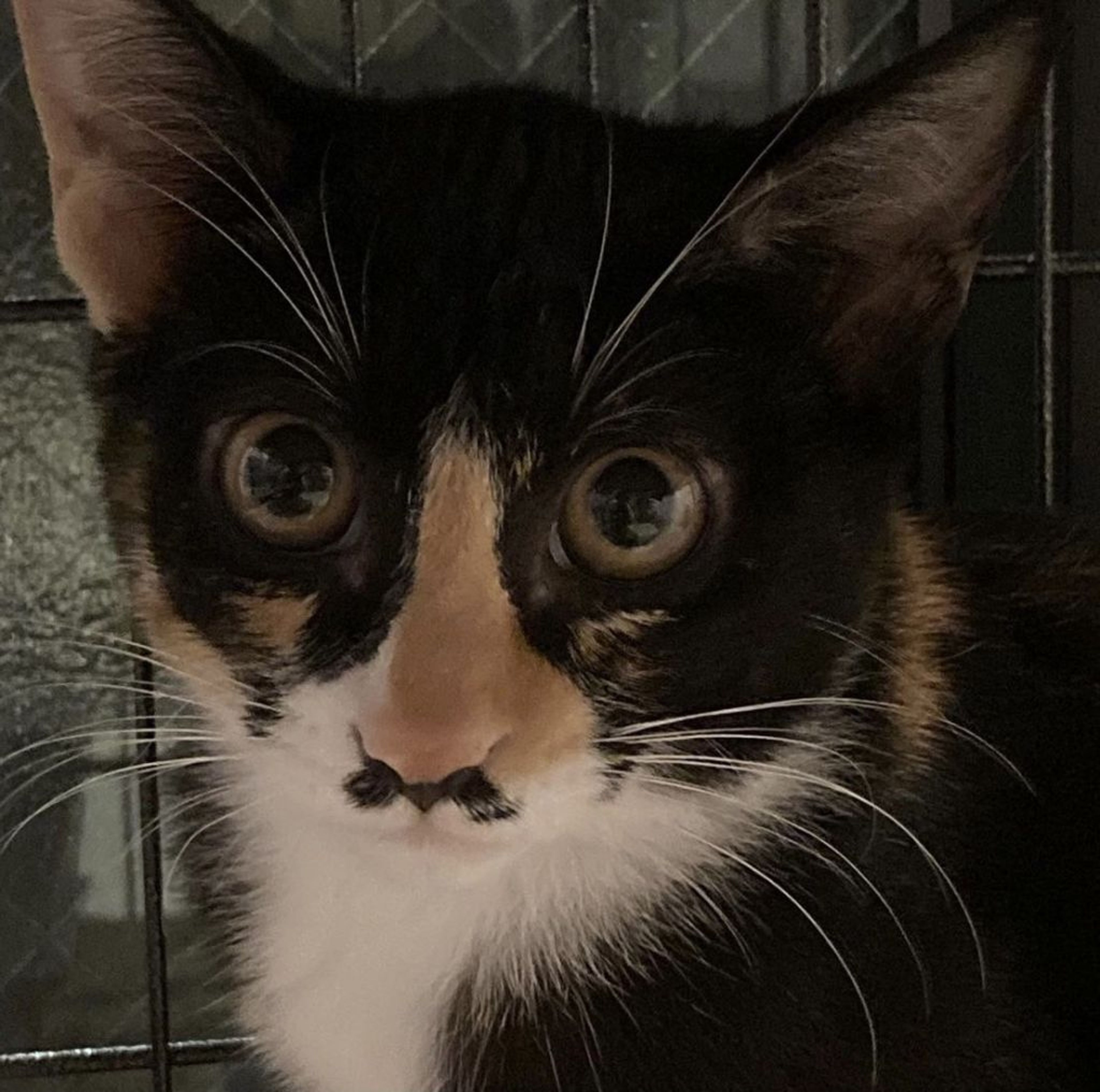 pet-image-4