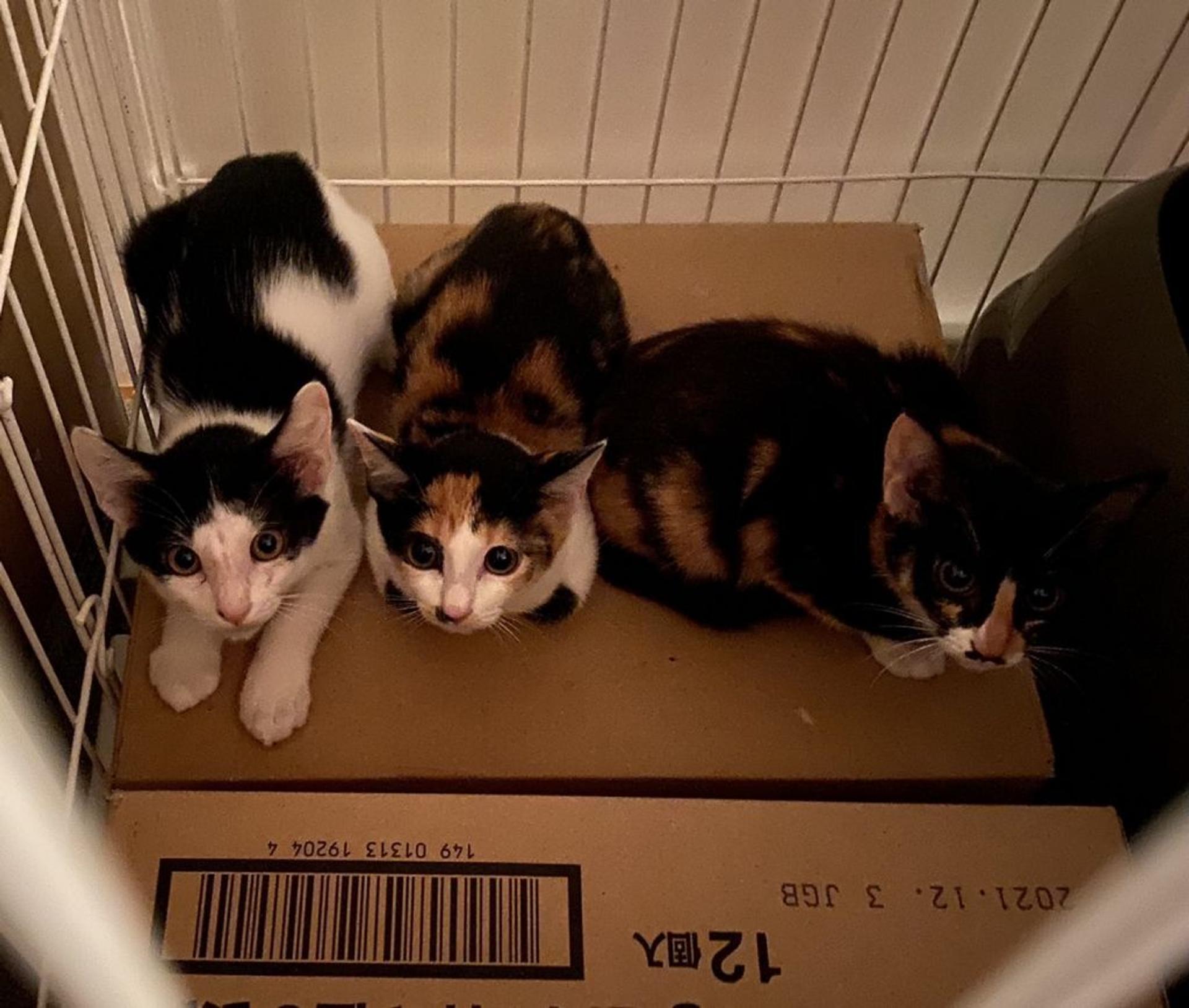 pet-image-5