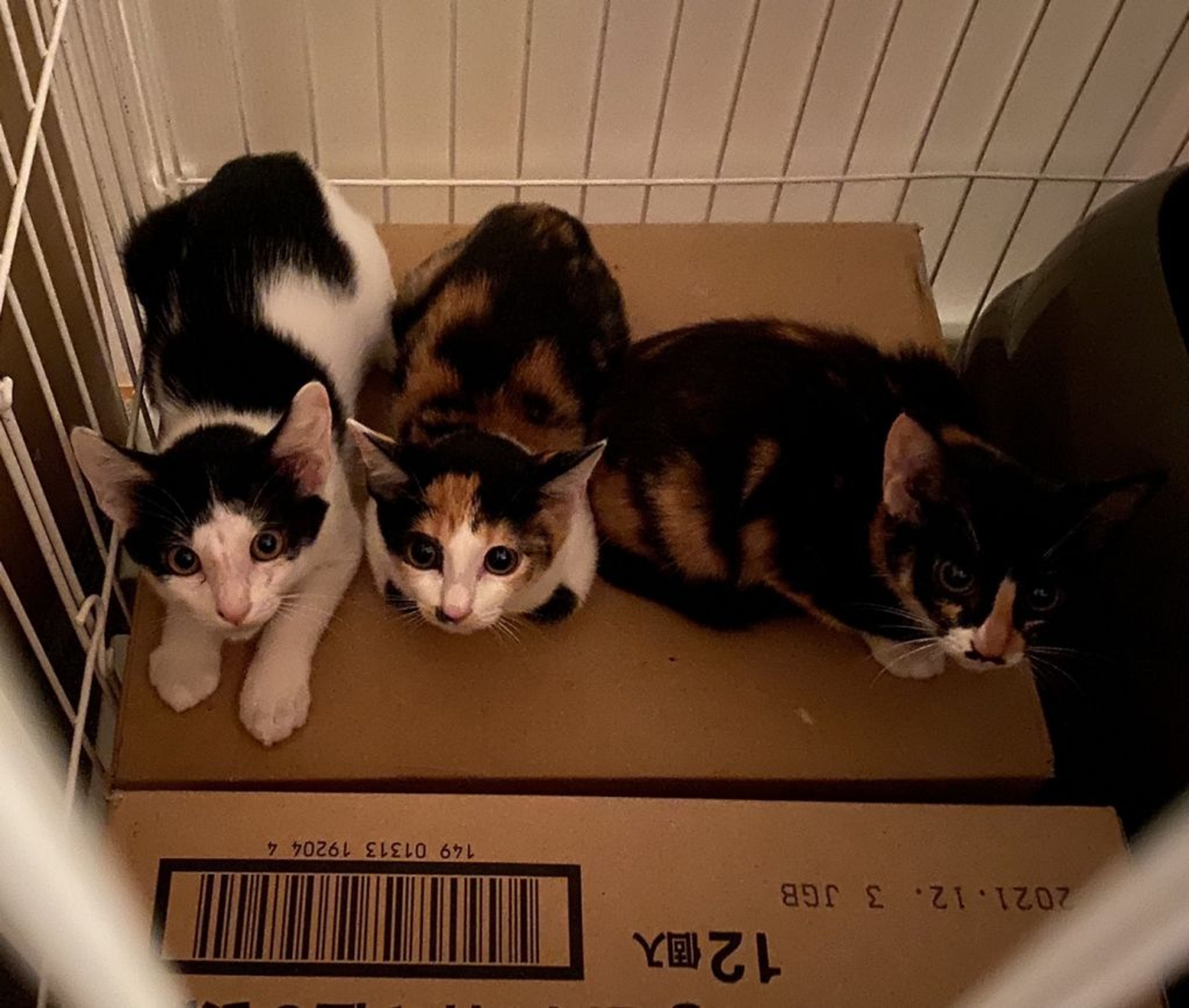 pet-image-5