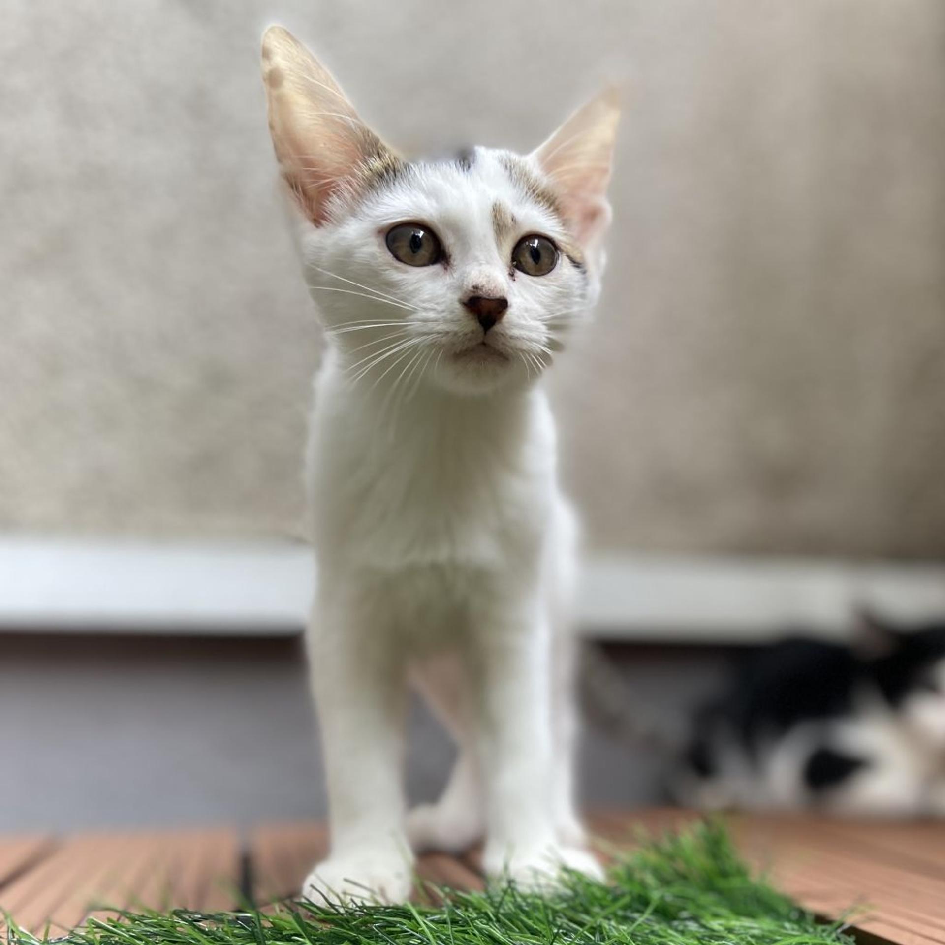 pet-image-2