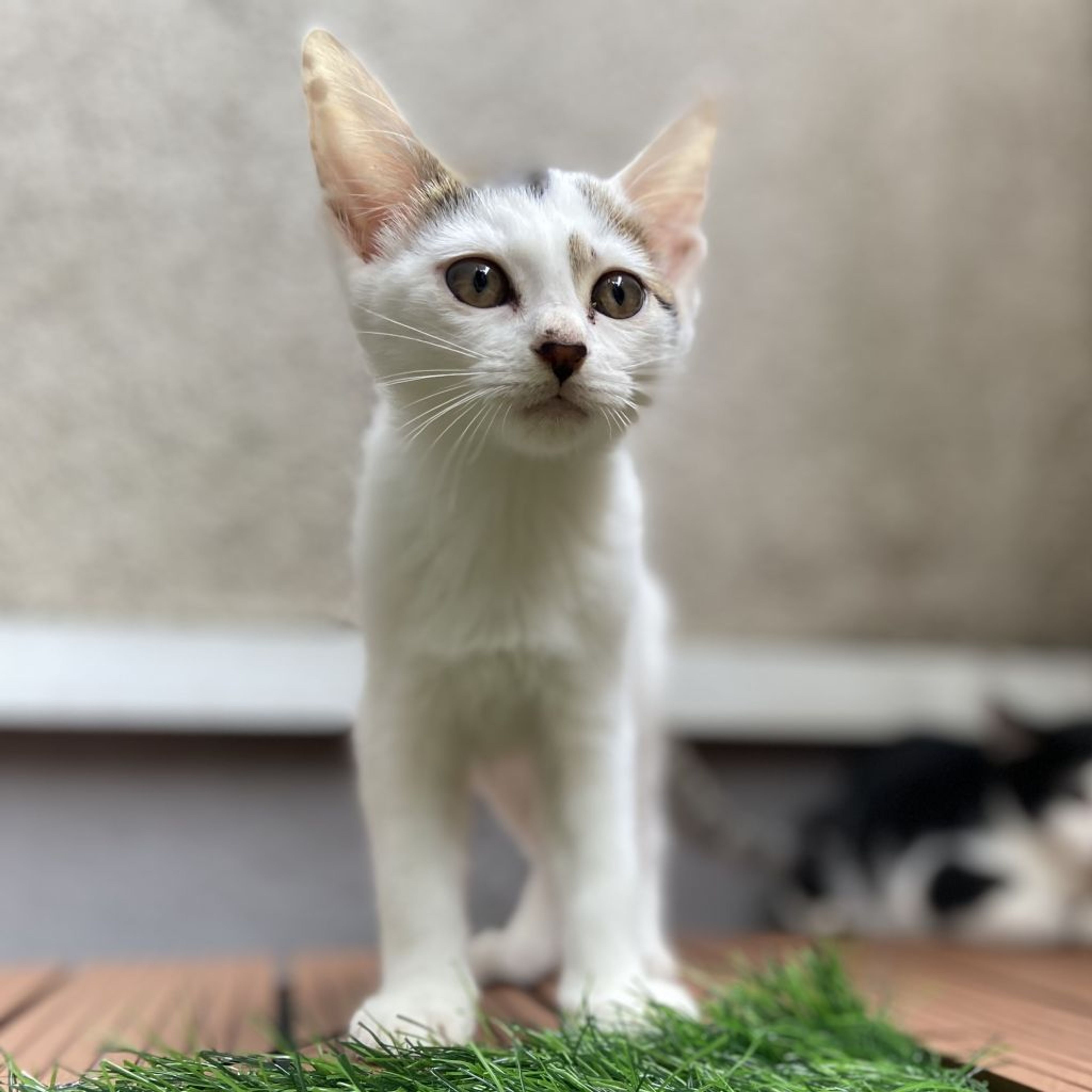 pet-image-2
