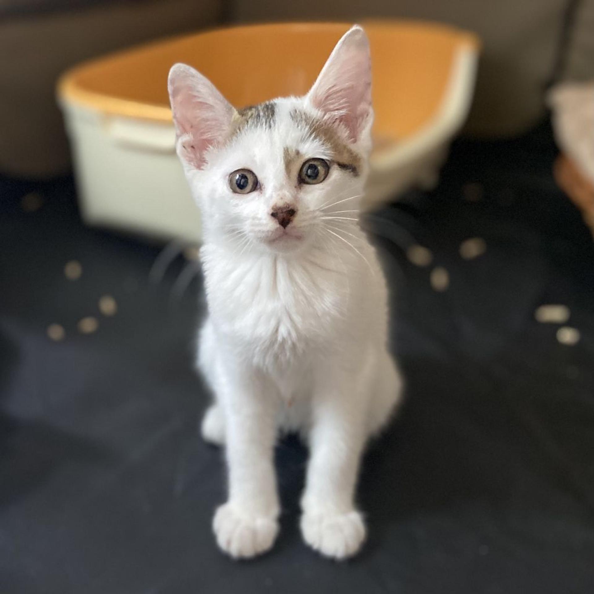 pet-image-3
