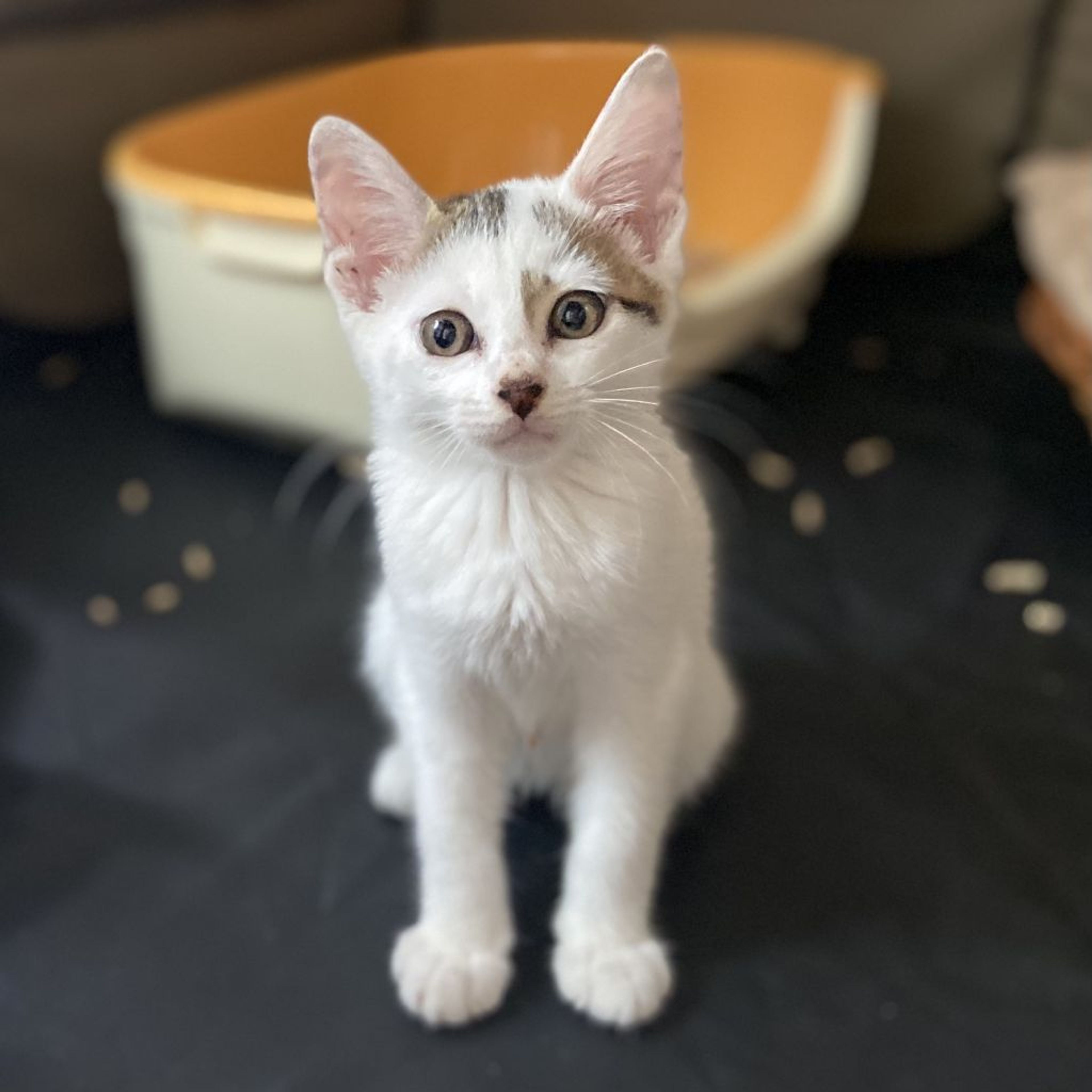 pet-image-3