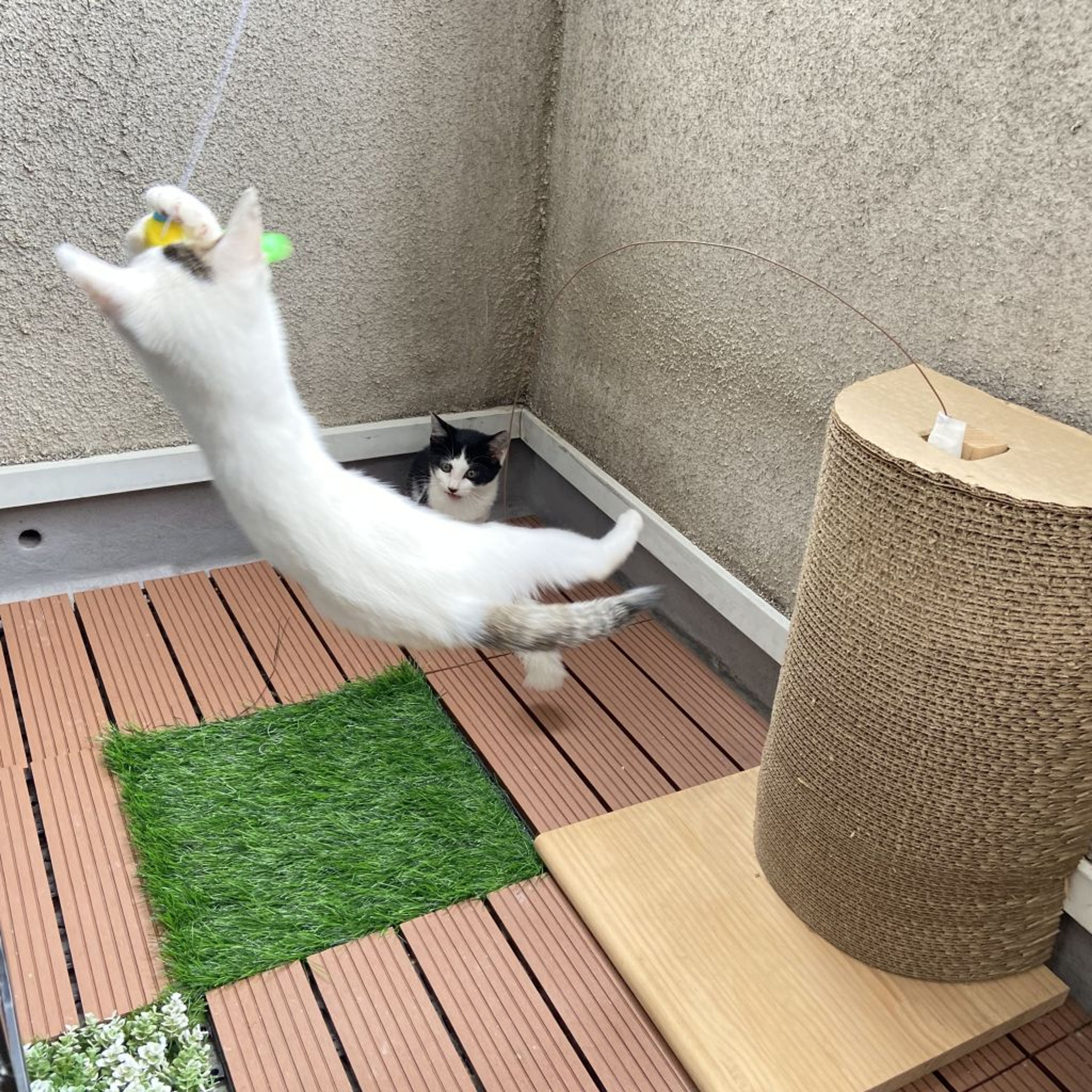 pet-image-4