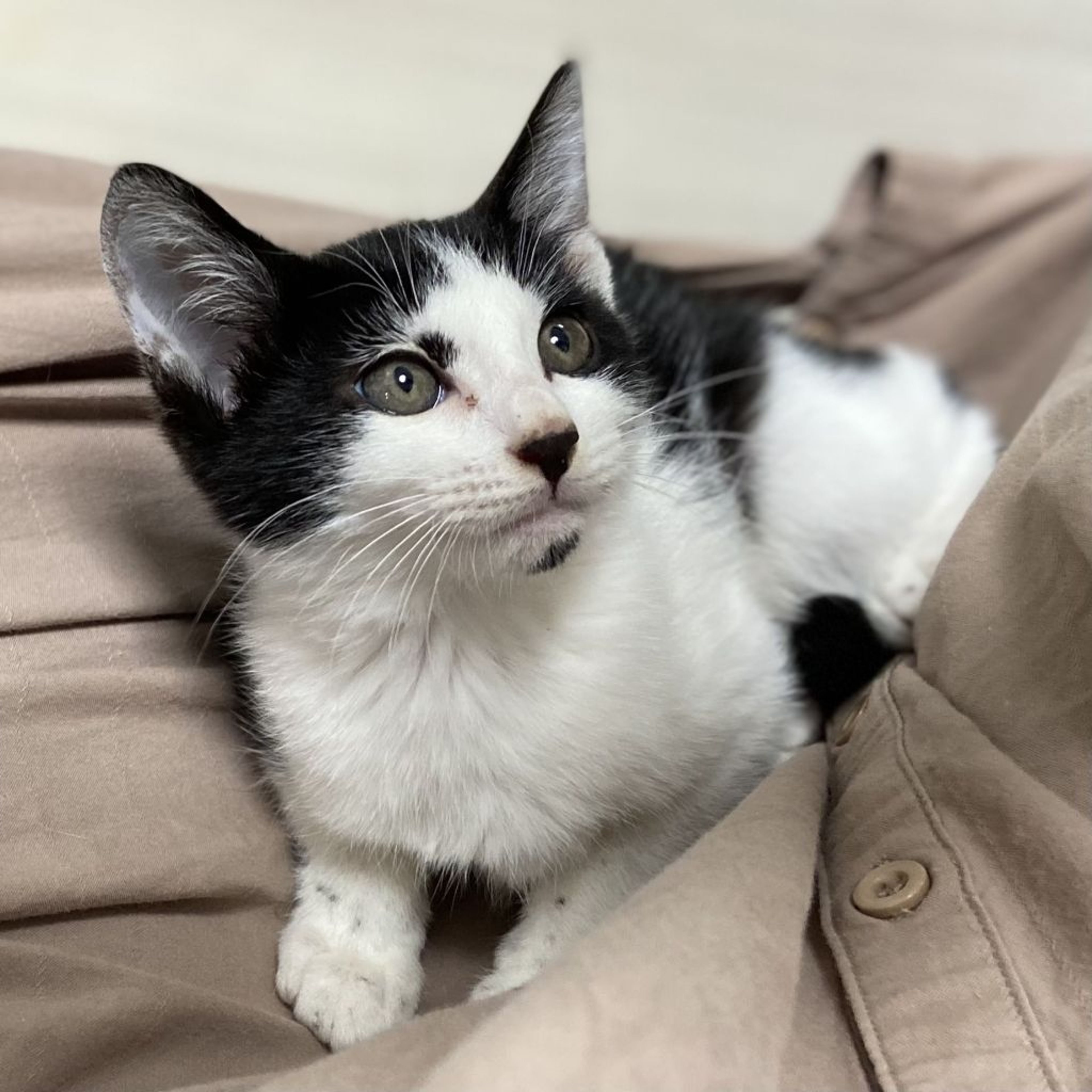 pet-image-3