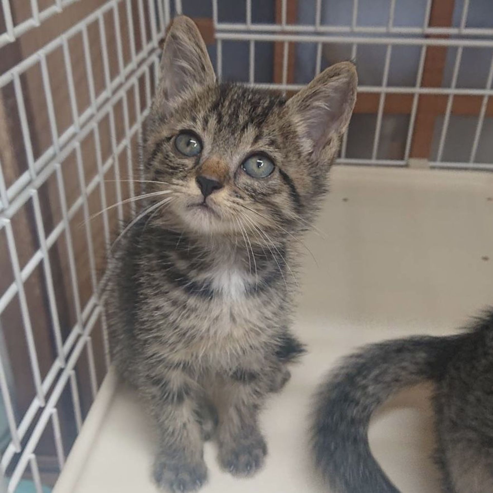 雑種（ミックス猫）・オスの里親募集の写真