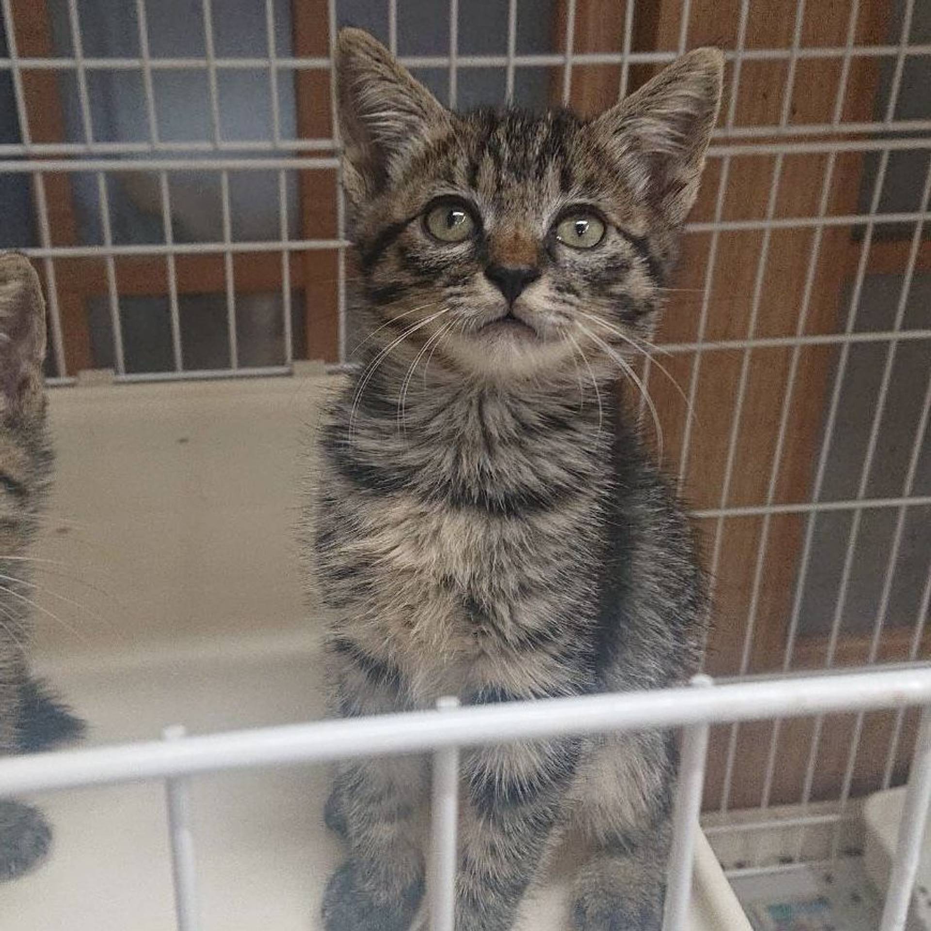 雑種（ミックス猫）・メスの里親募集の写真