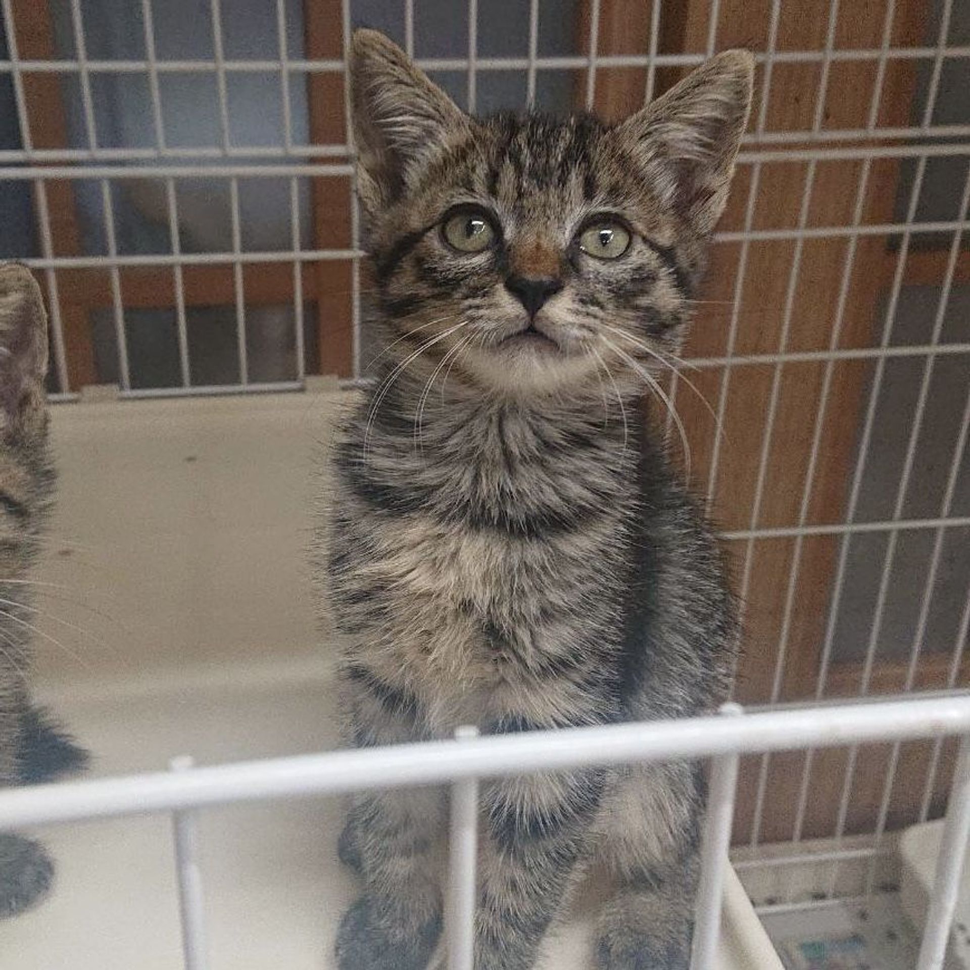 雑種（ミックス猫）・メスの里親募集の写真