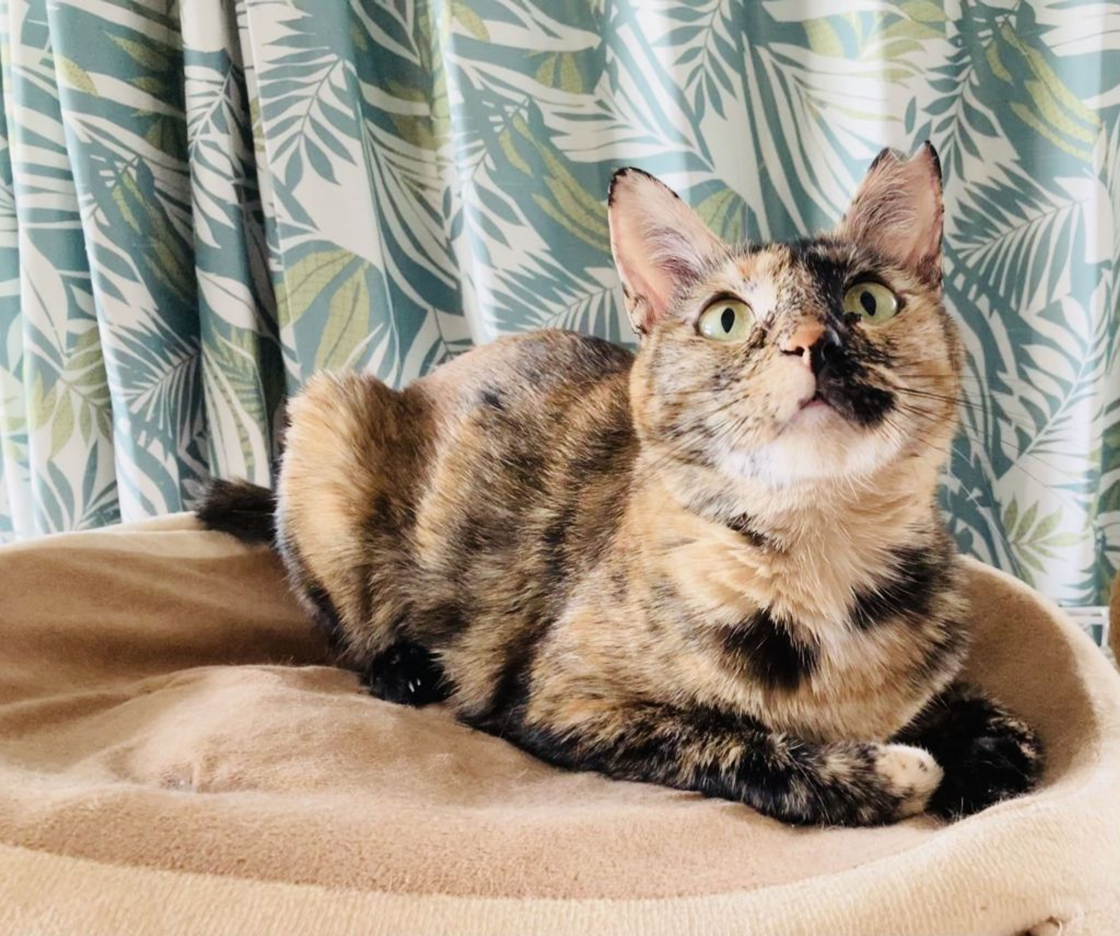 雑種（ミックス猫）・メスの里親募集の写真