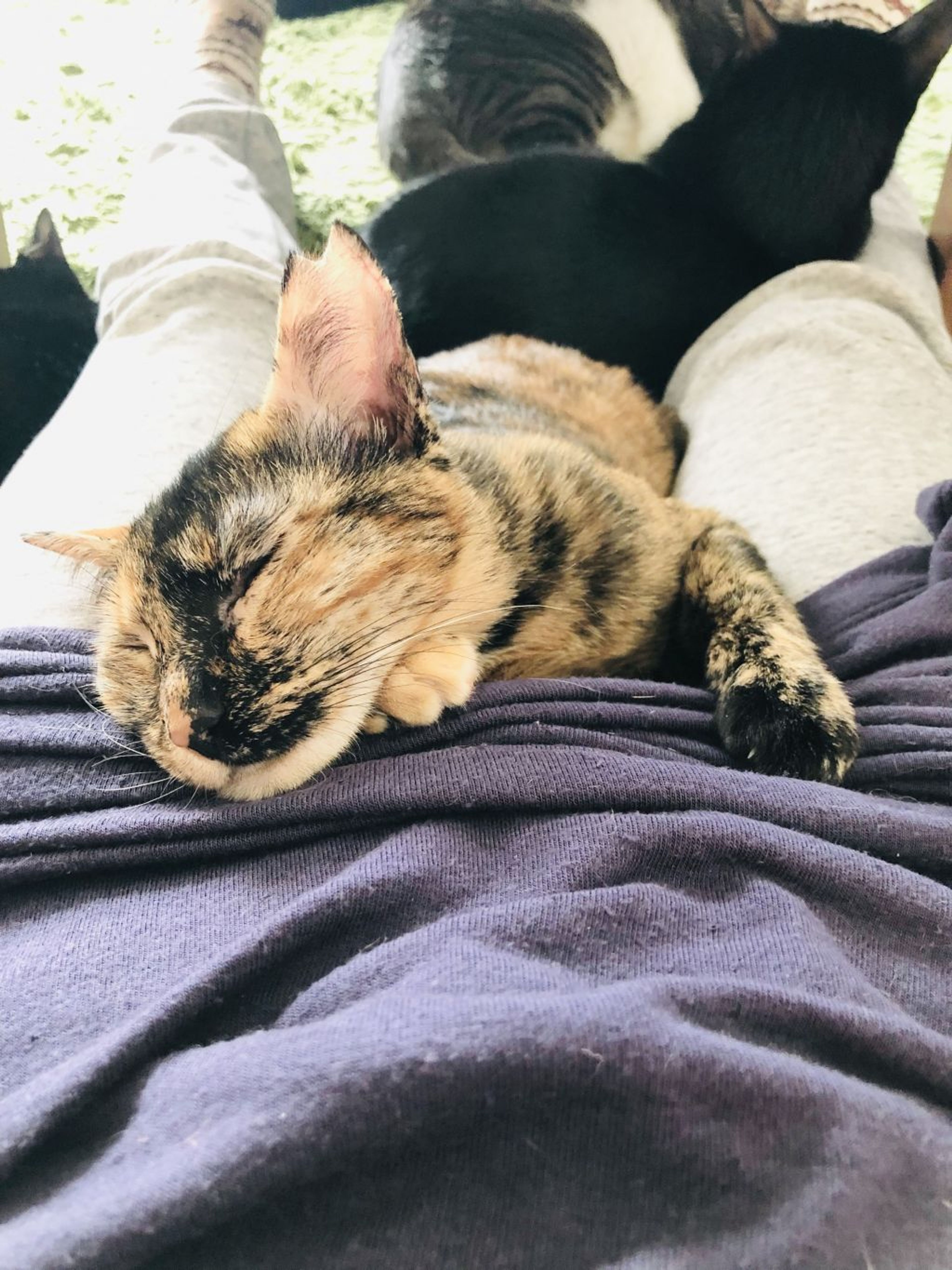 pet-image-2