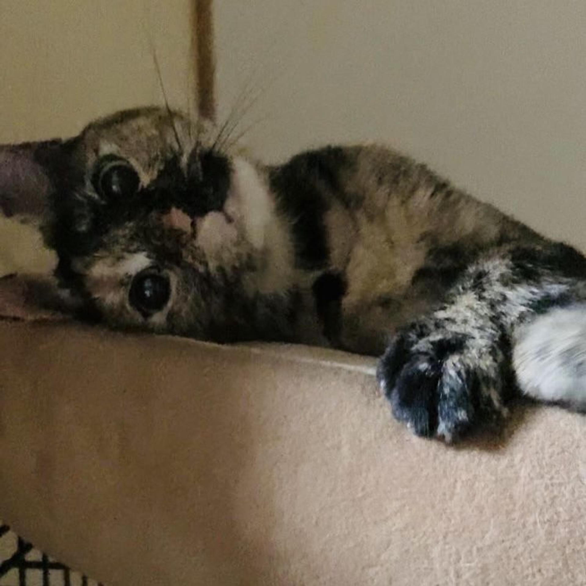 pet-image-3