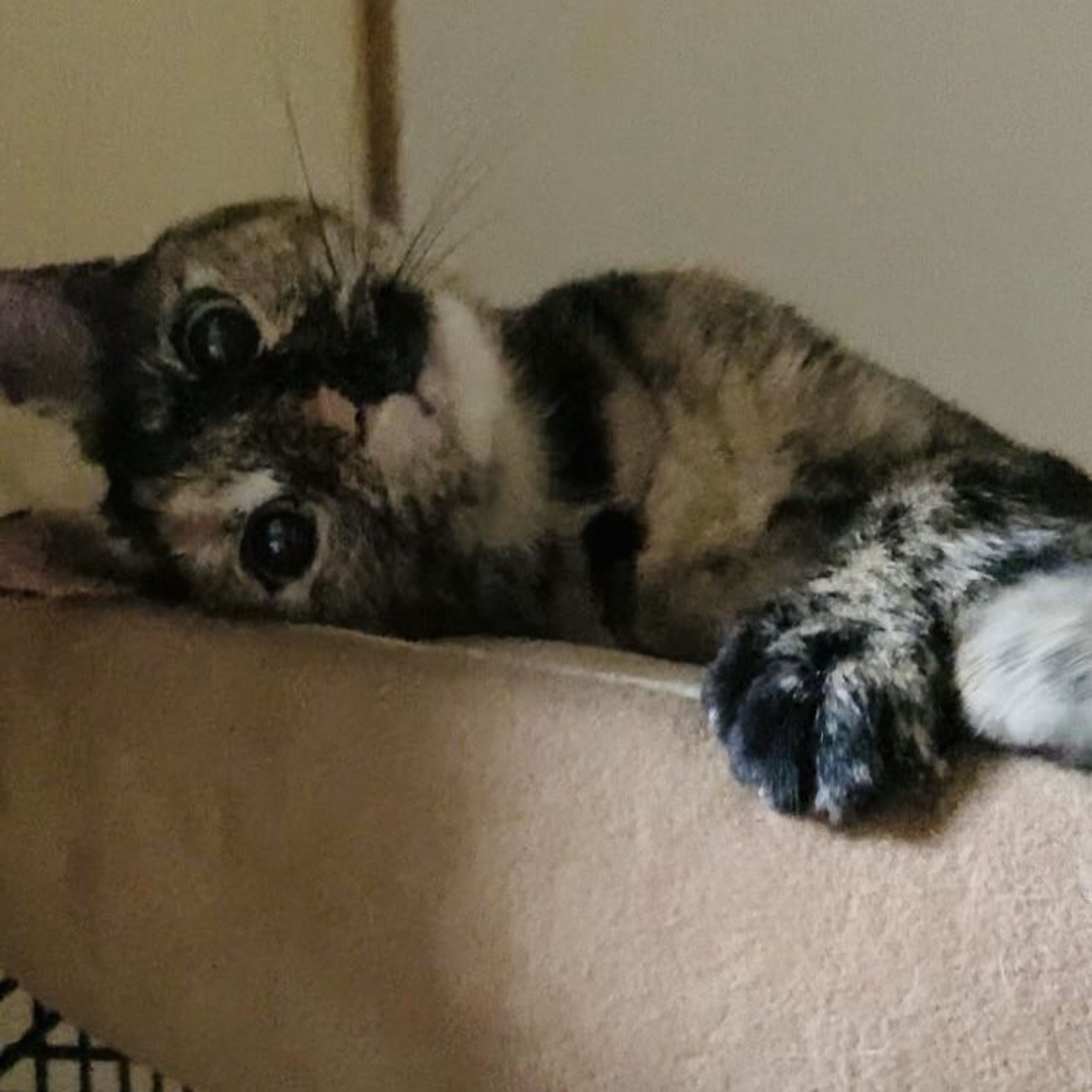 pet-image-3