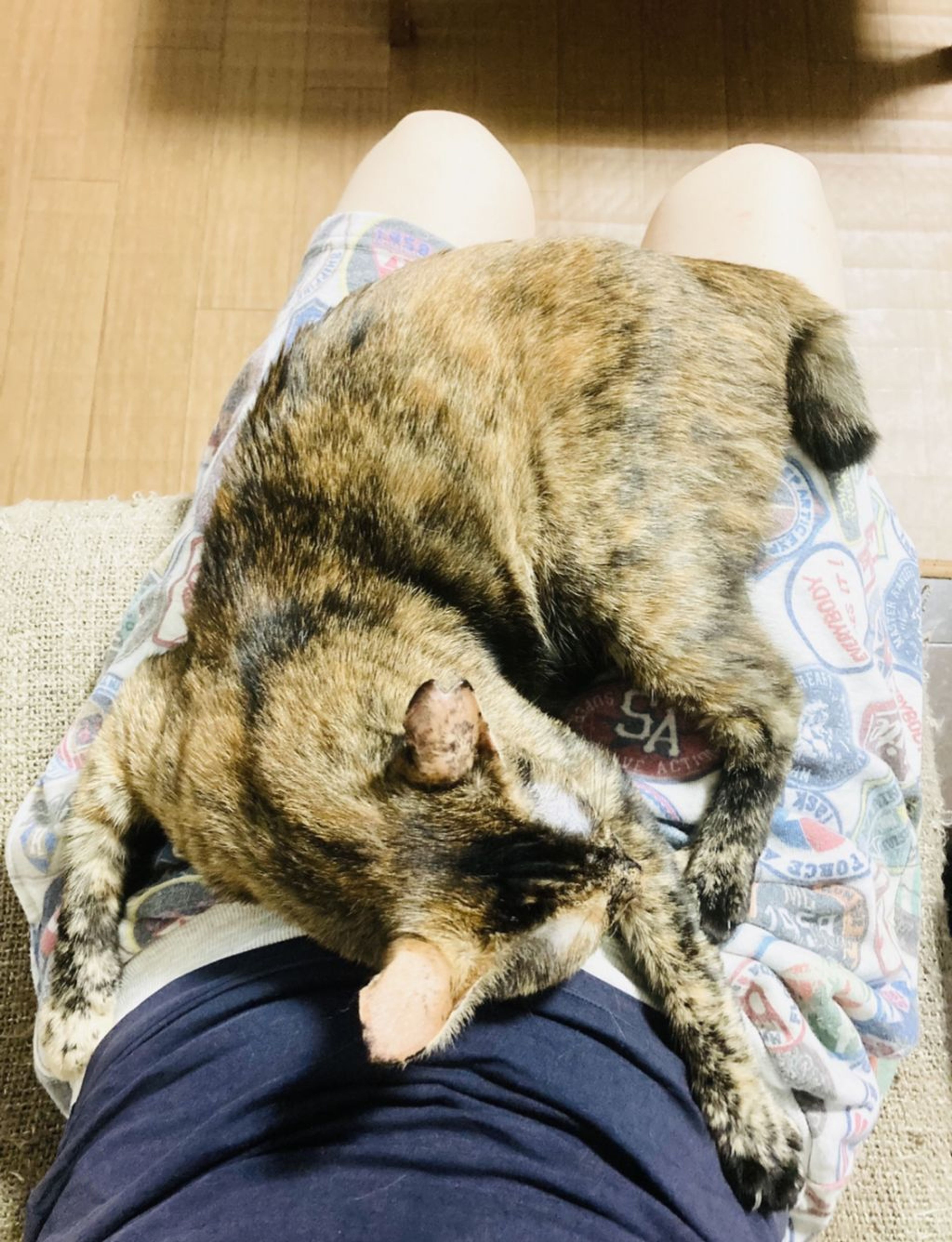 pet-image-4