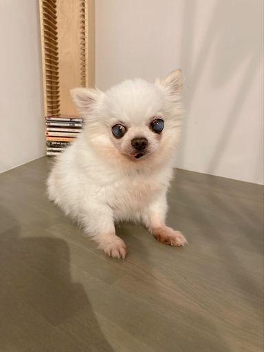 チージーの写真