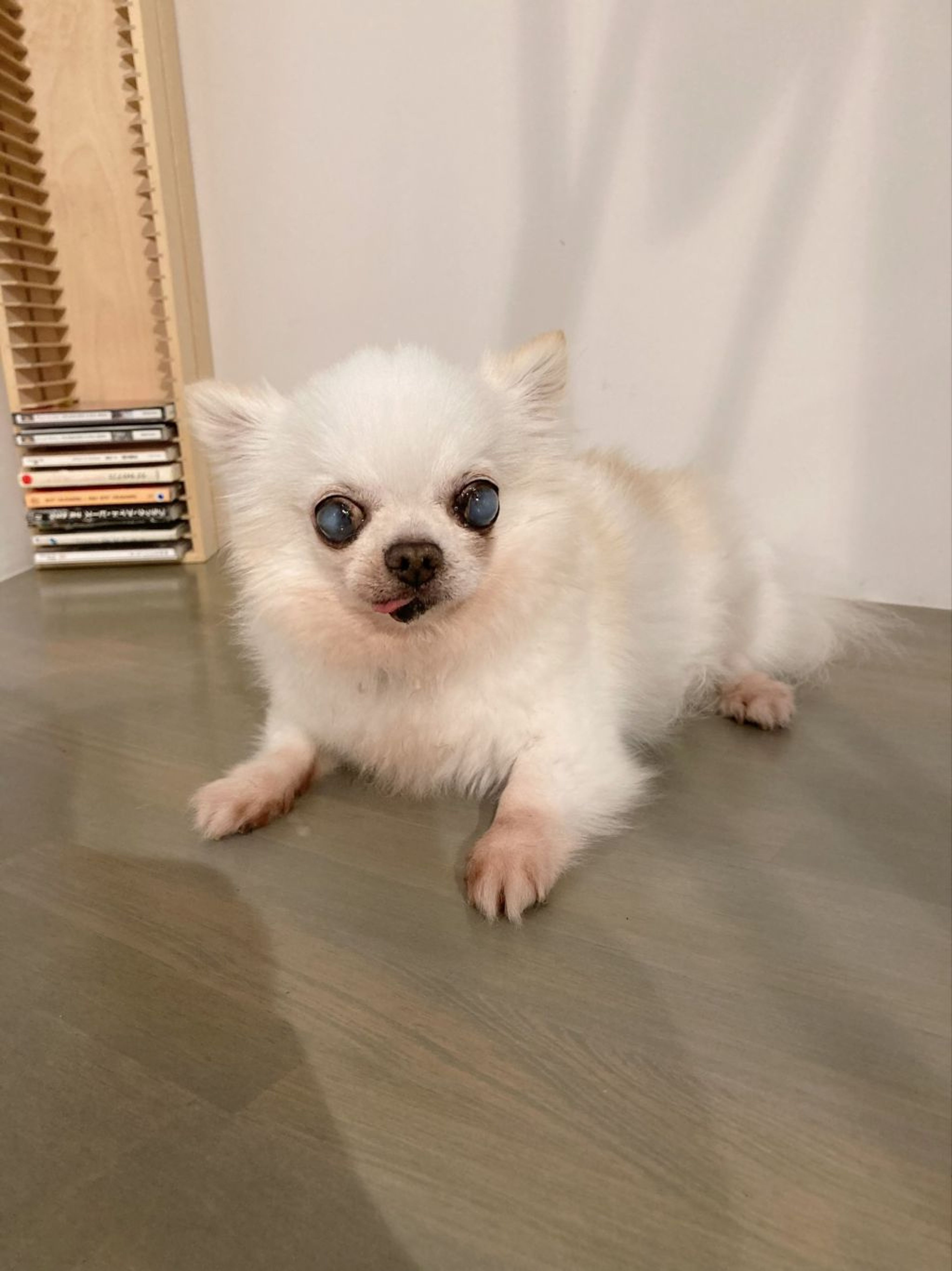pet-image-2