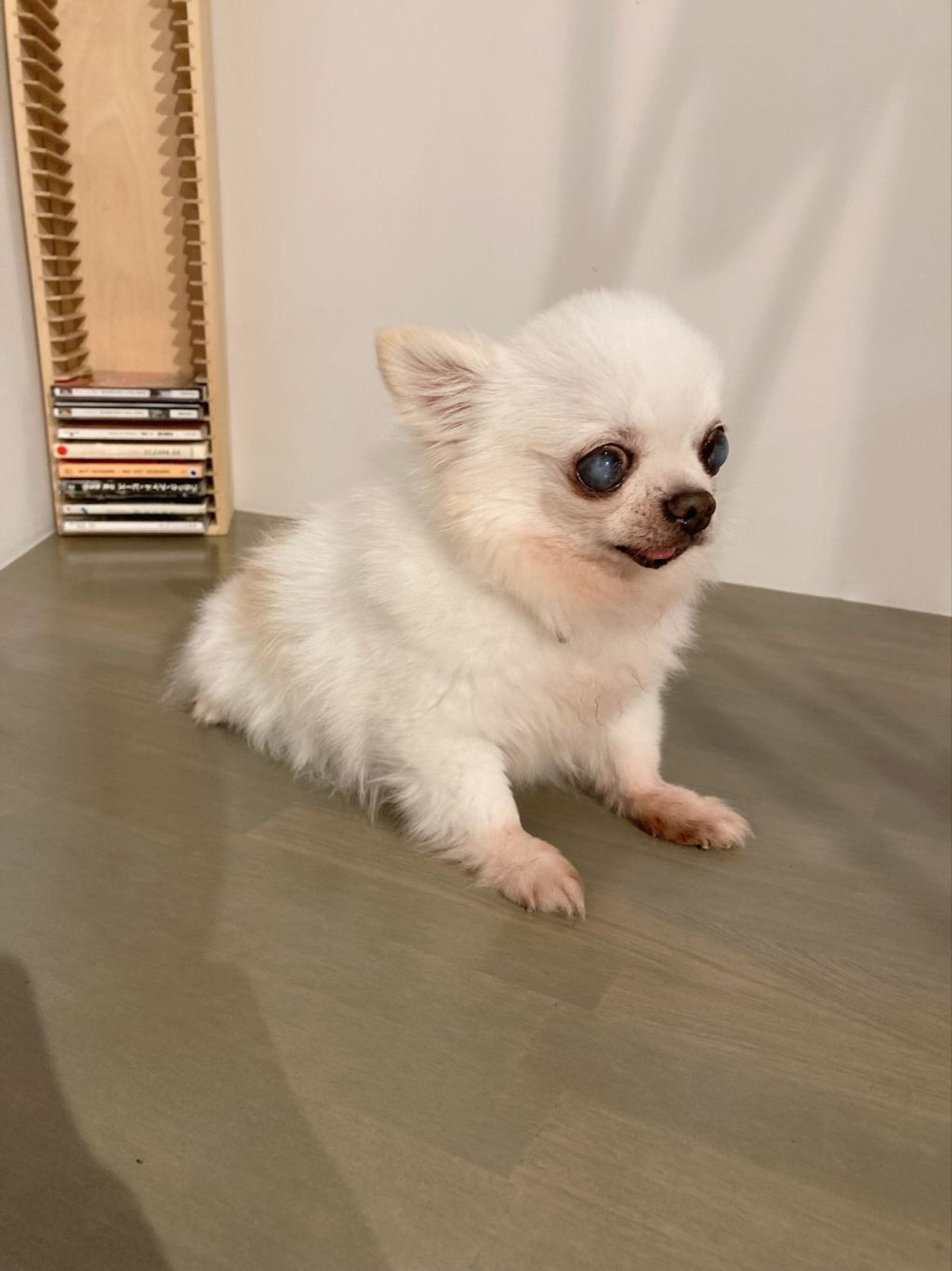 pet-image-3
