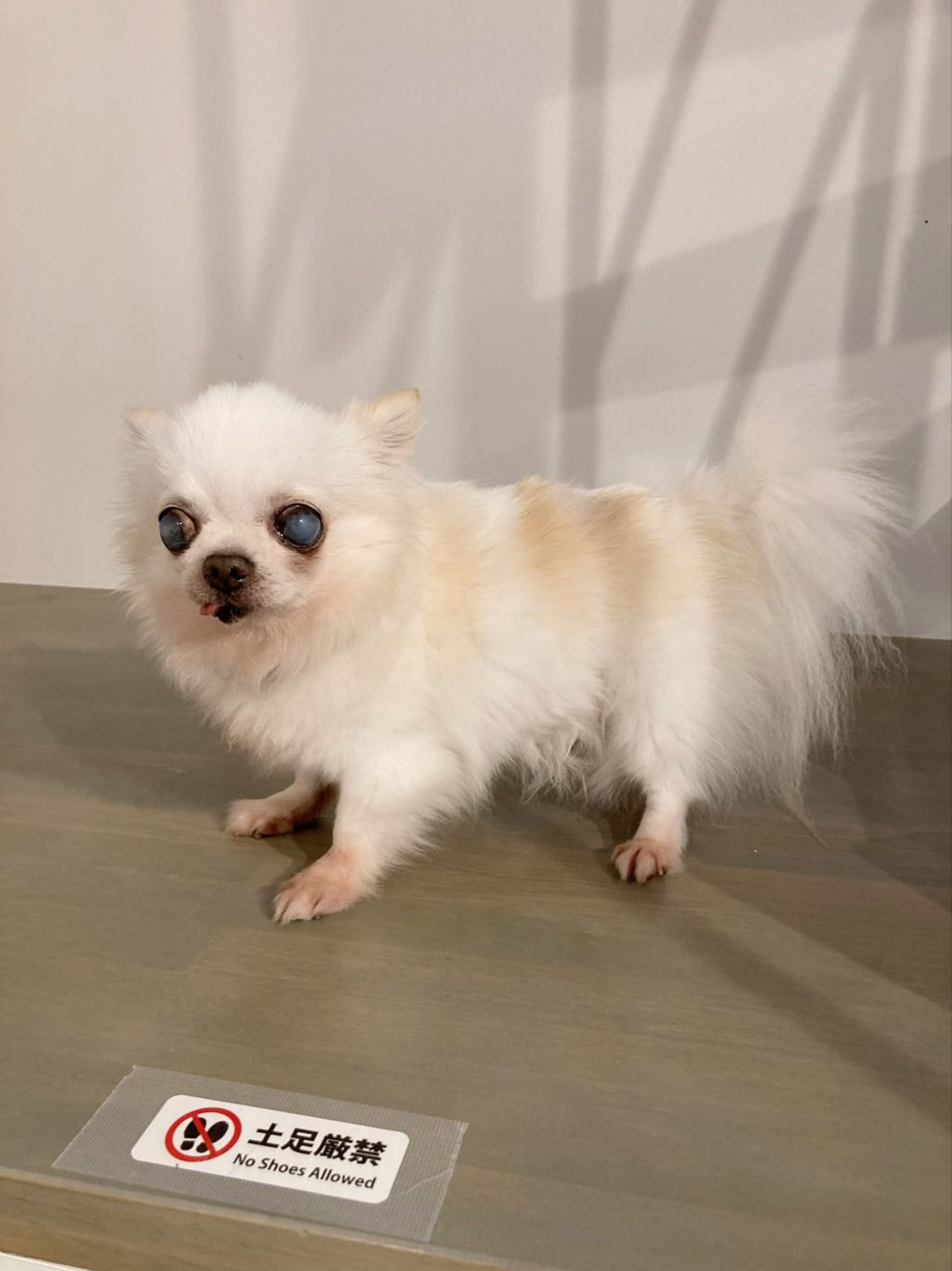 pet-image-4