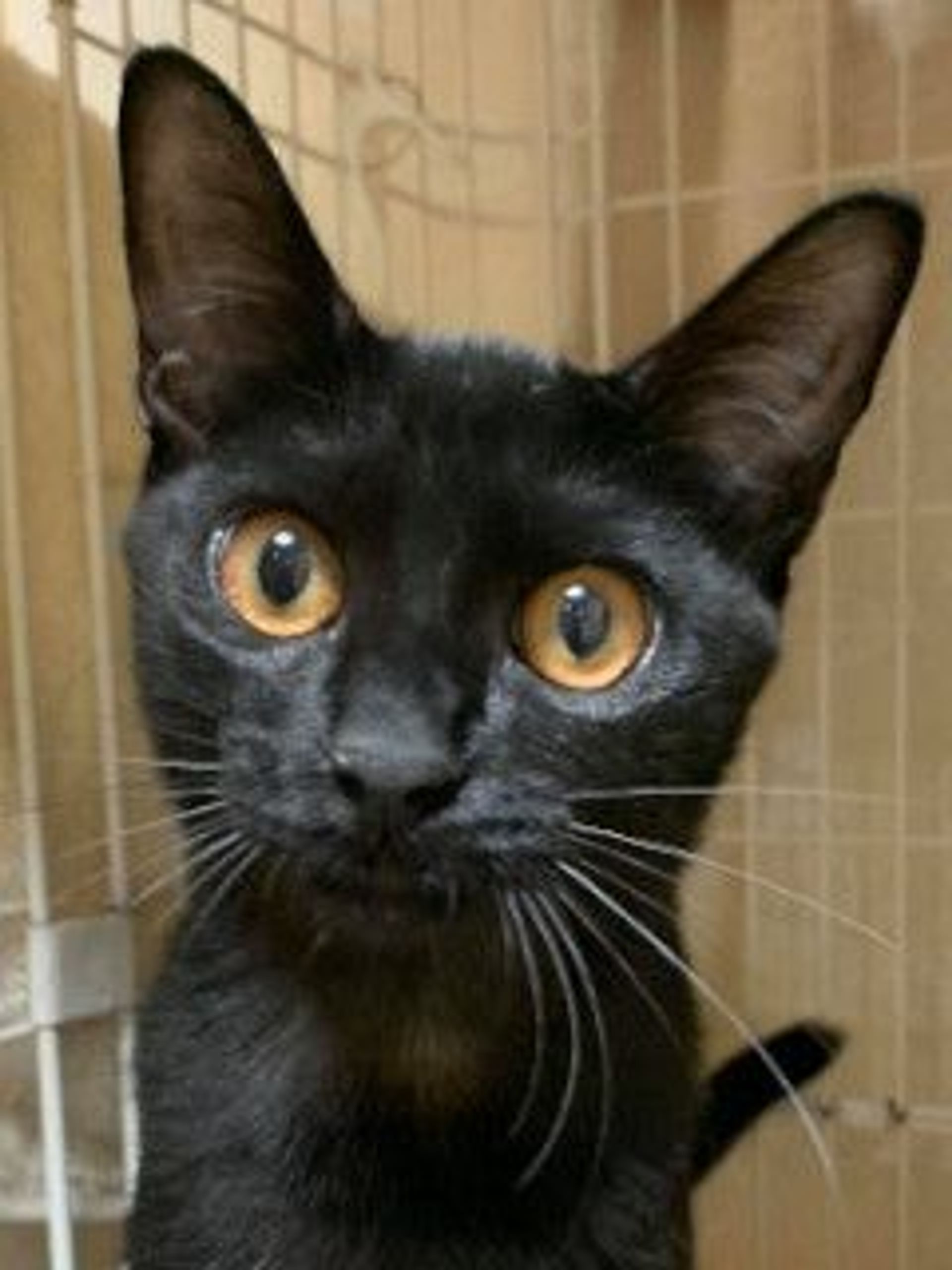 雑種（ミックス猫）・メスの里親募集の写真