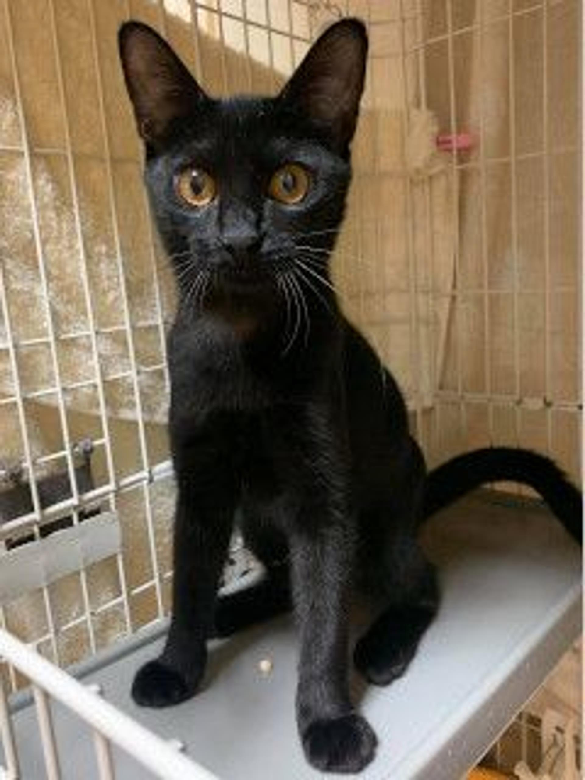 pet-image-3