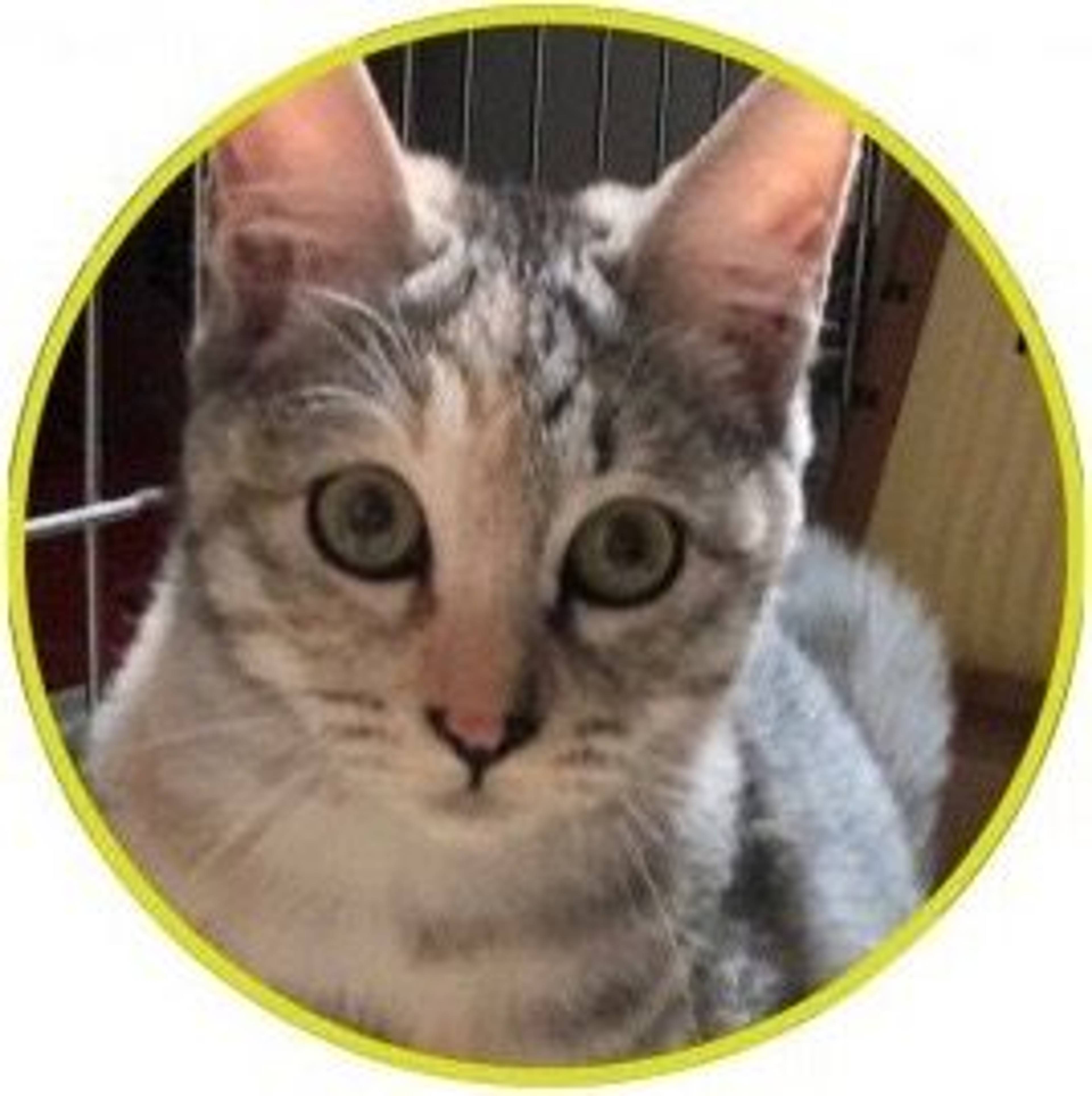 雑種（ミックス猫）・メスの里親募集の写真