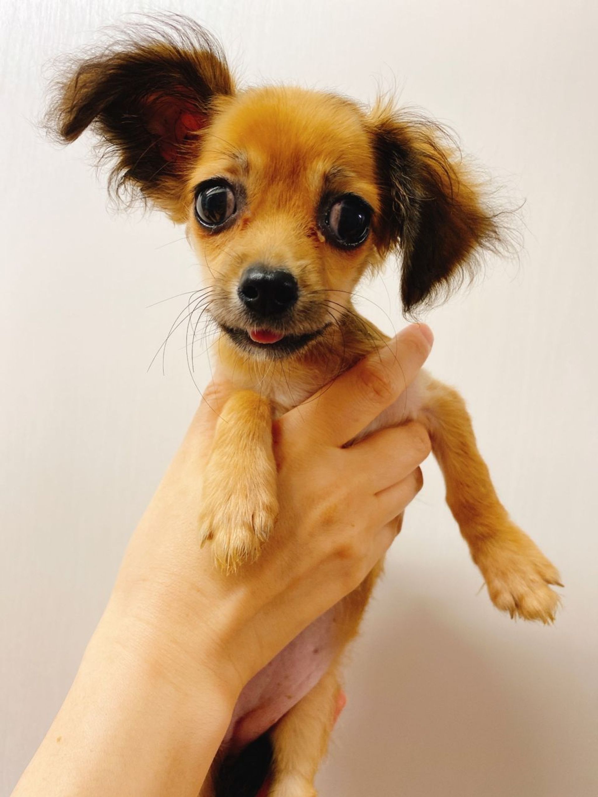 雑種（ミックス犬）・メスの里親募集の写真