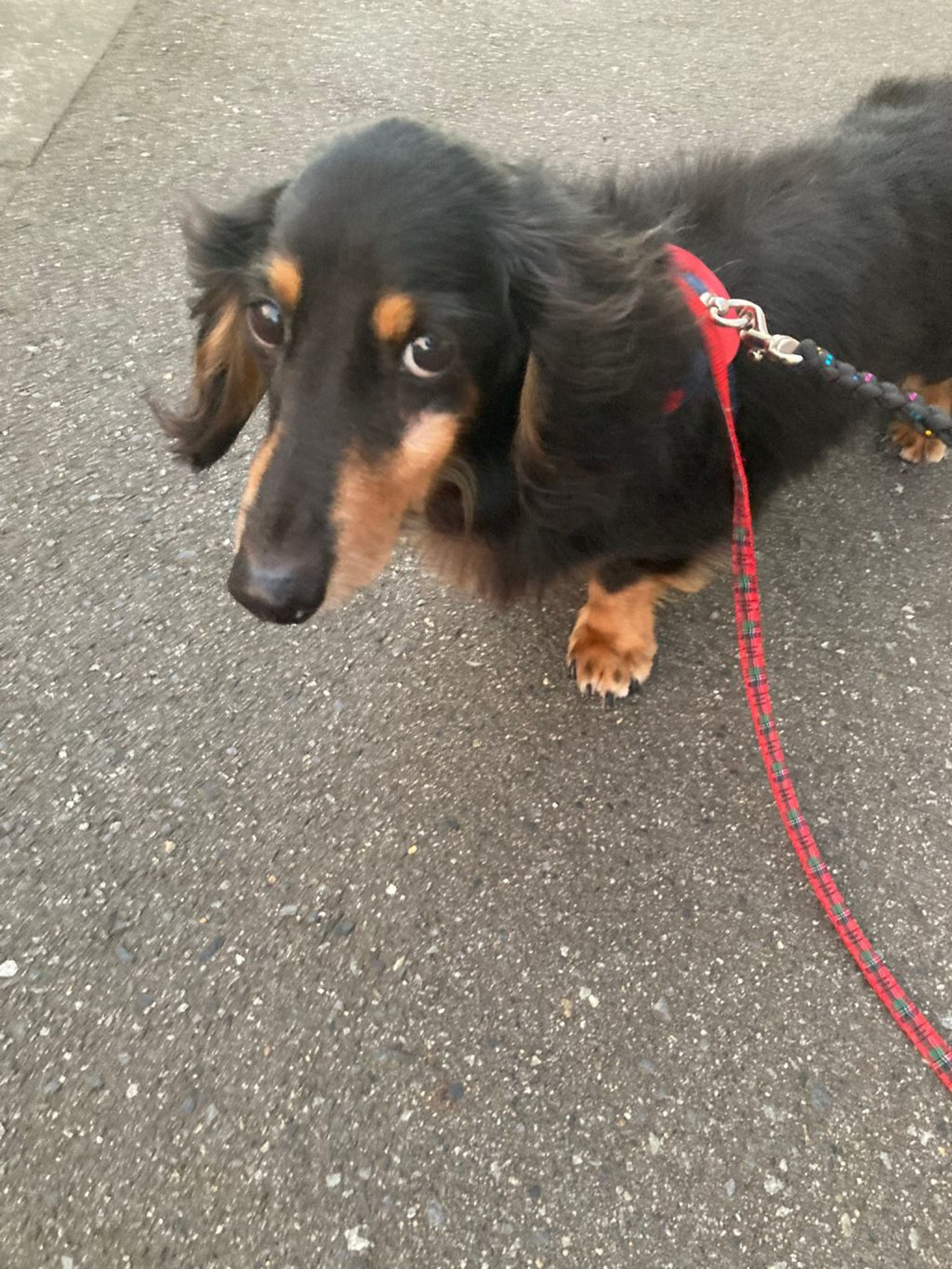 pet-image-4